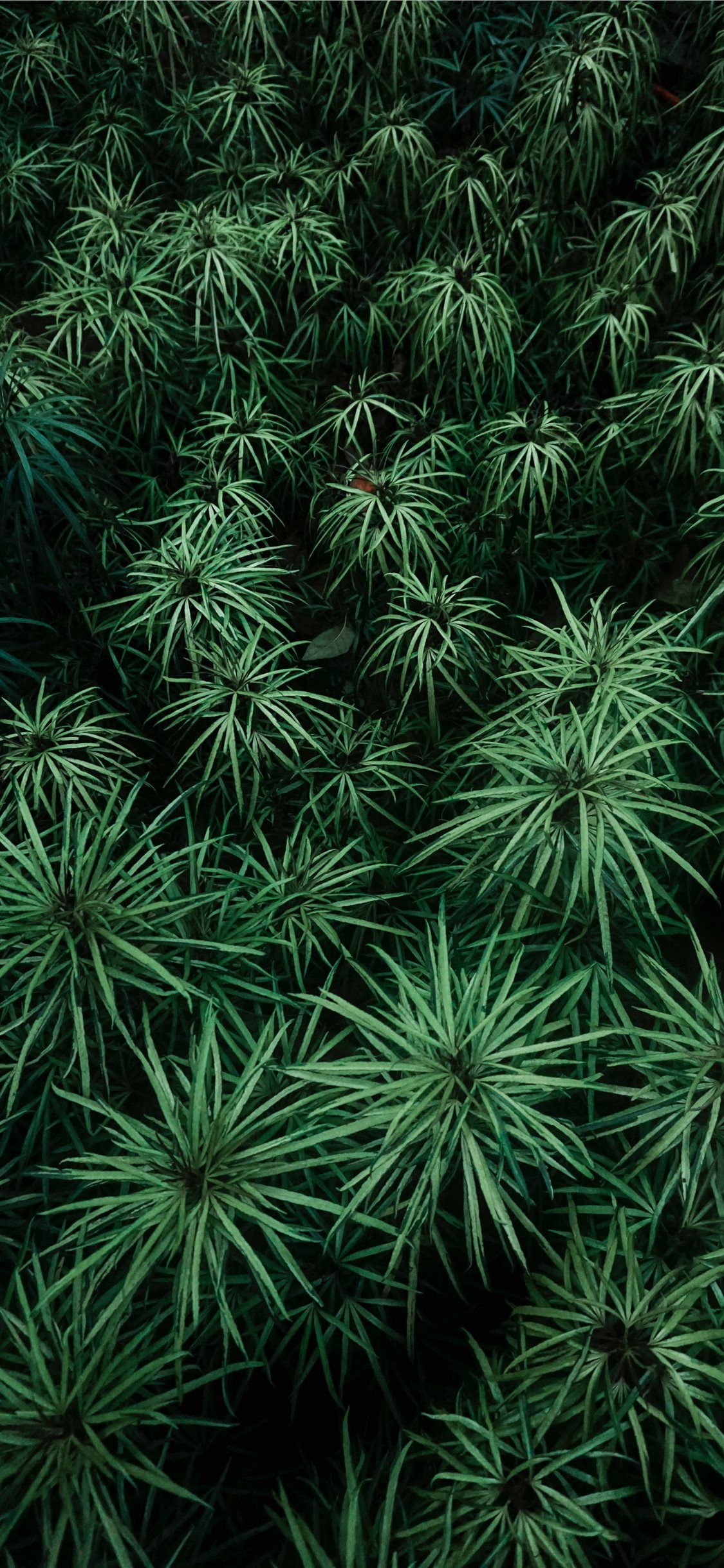 A close up of some green plants - Plants