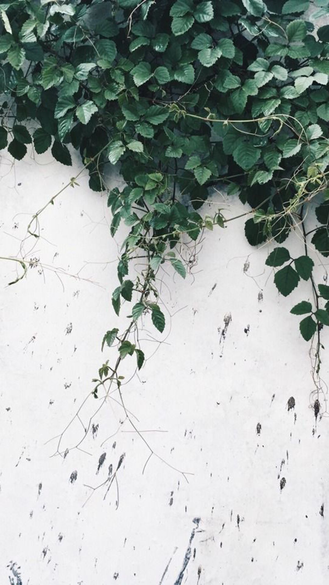 A plant with green leaves climbing up a white wall - Plants