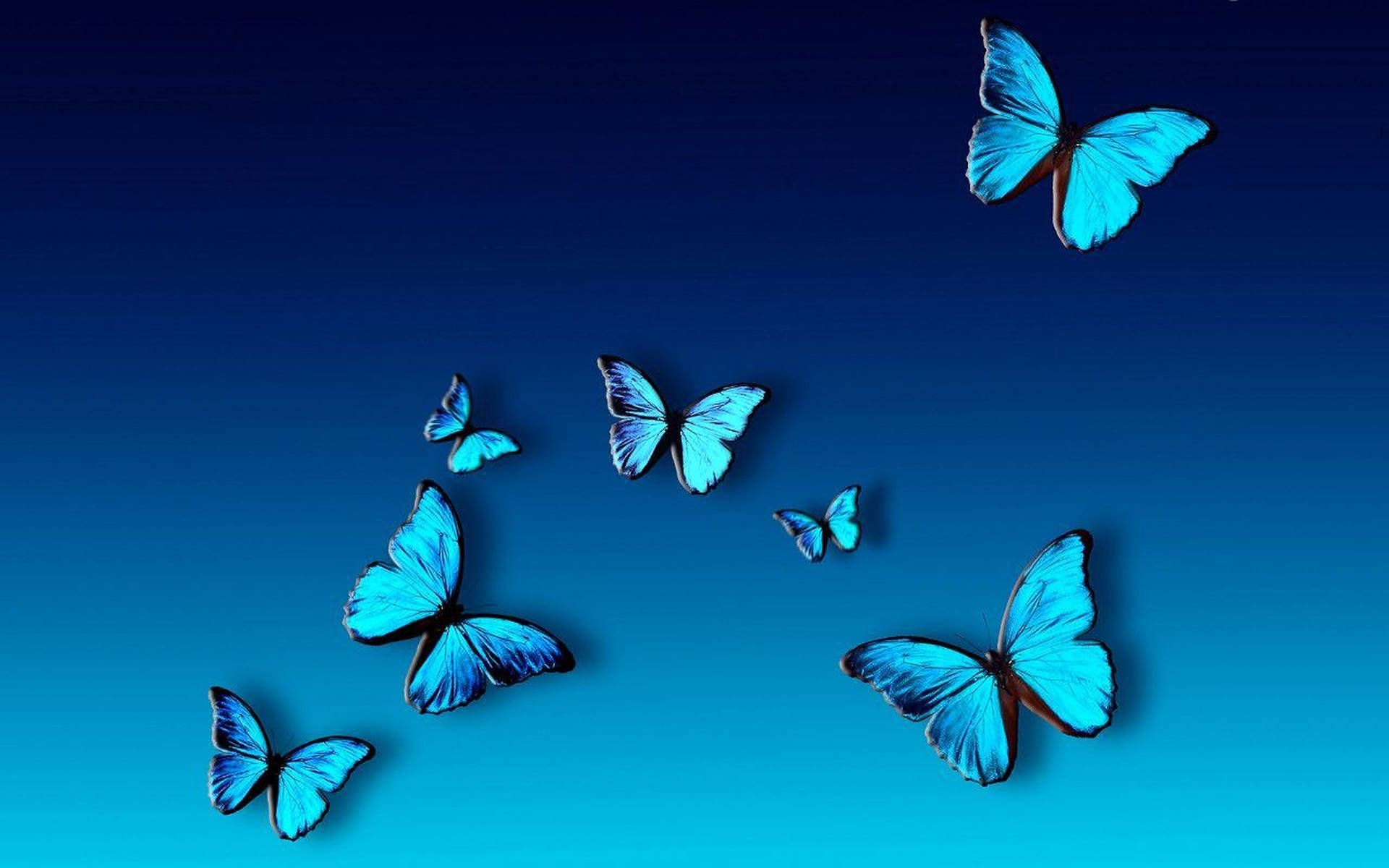 A group of blue butterflies flying in the sky - Butterfly