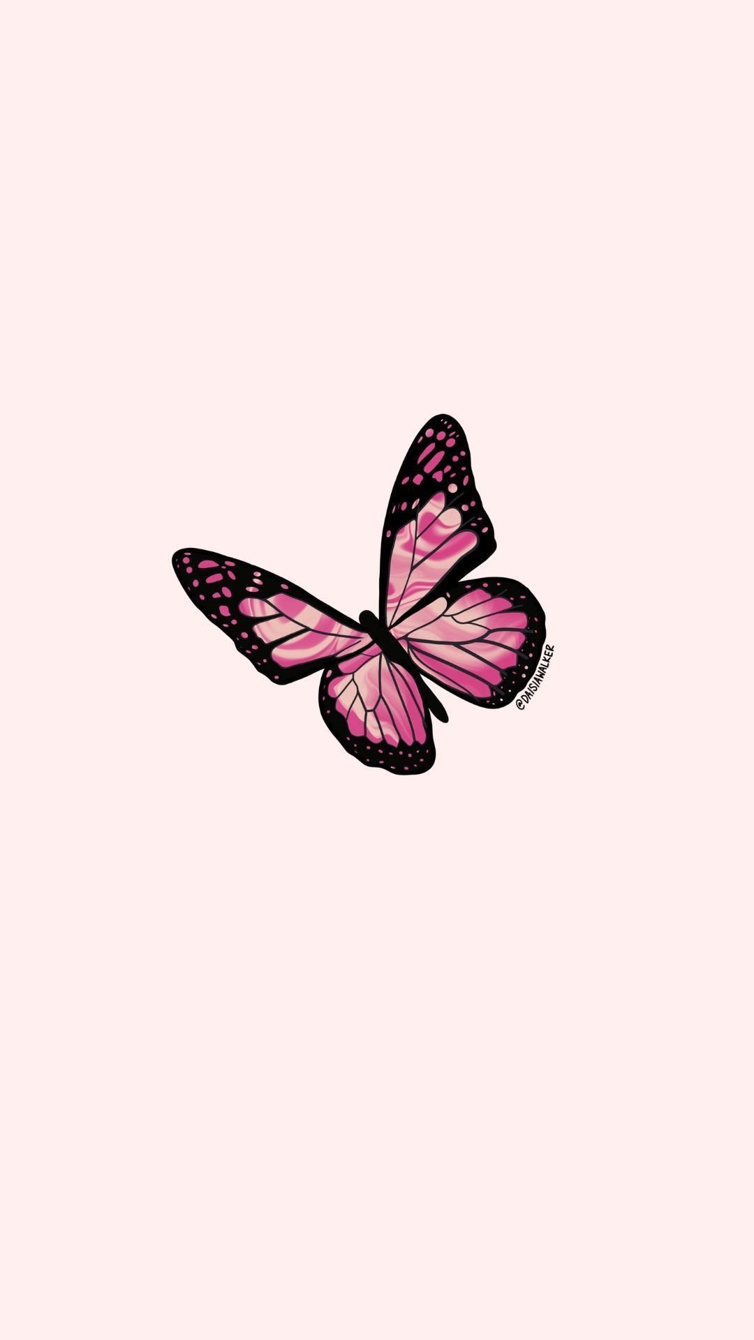 A pink butterfly on top of the wall - Butterfly