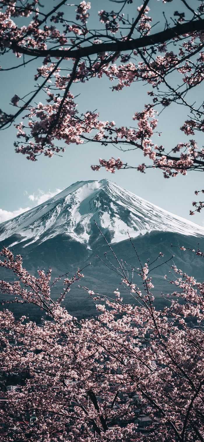 A snow capped mountain with pink flowers in the foreground - Japan, Japanese