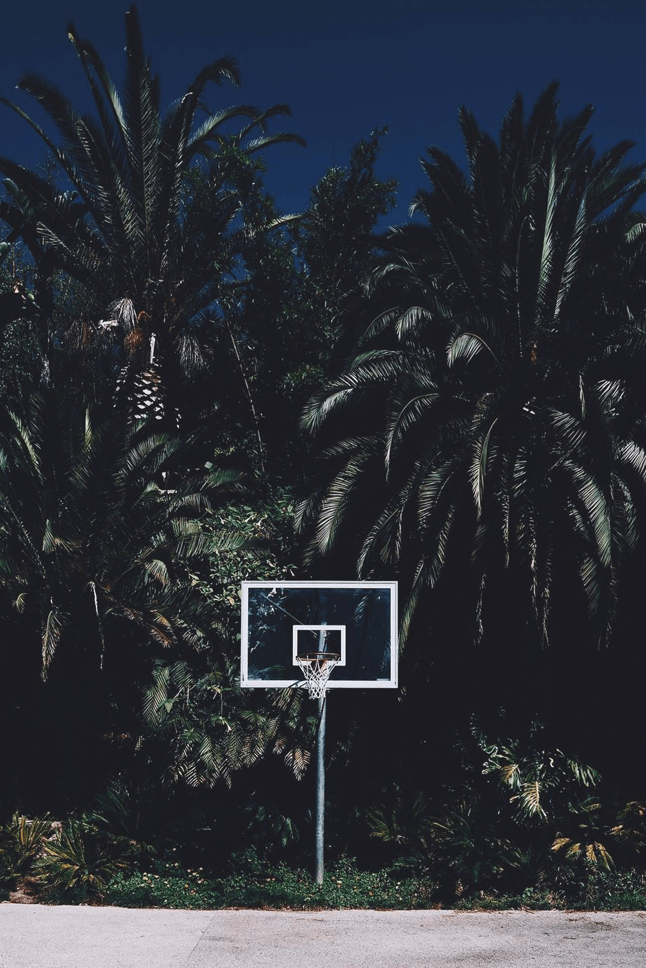 A basketball hoop in the middle of palm trees - Basketball