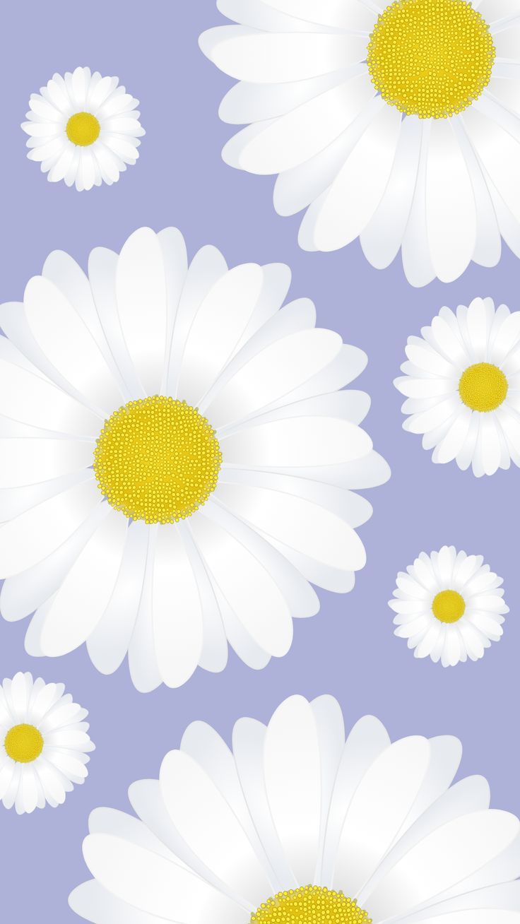 A pattern of white daisies on purple background - Daisy