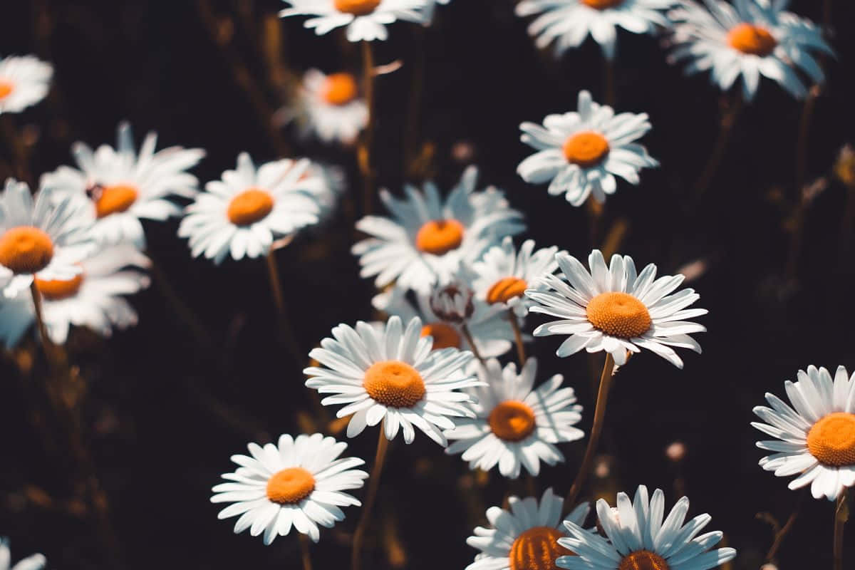 A field of daisies with a dark background - Daisy