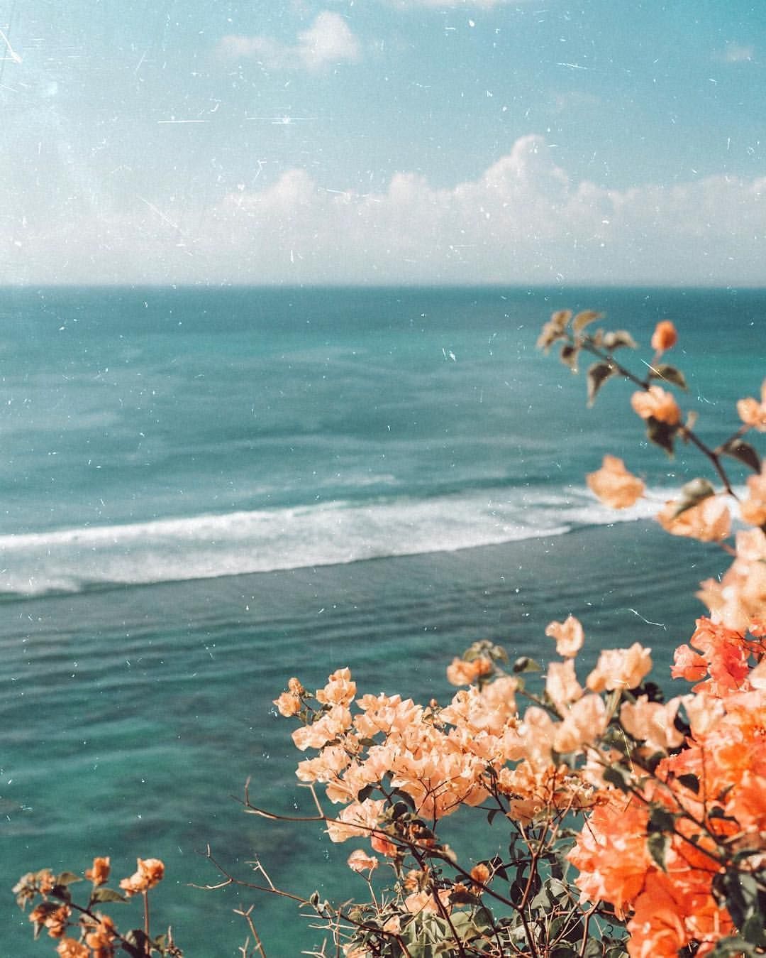 A photo of a beautiful beach with flowers in the foreground. - Nature