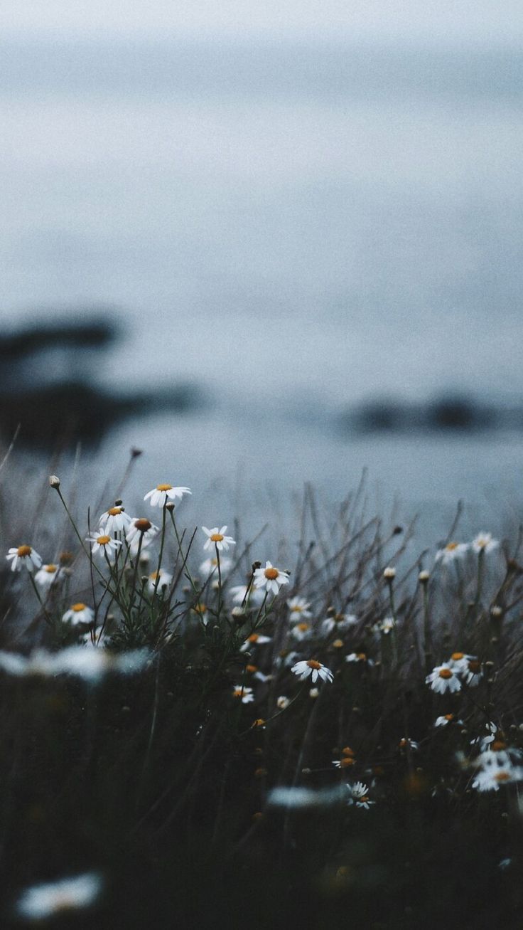 IPhone wallpaper of daisies on the beach - Nature
