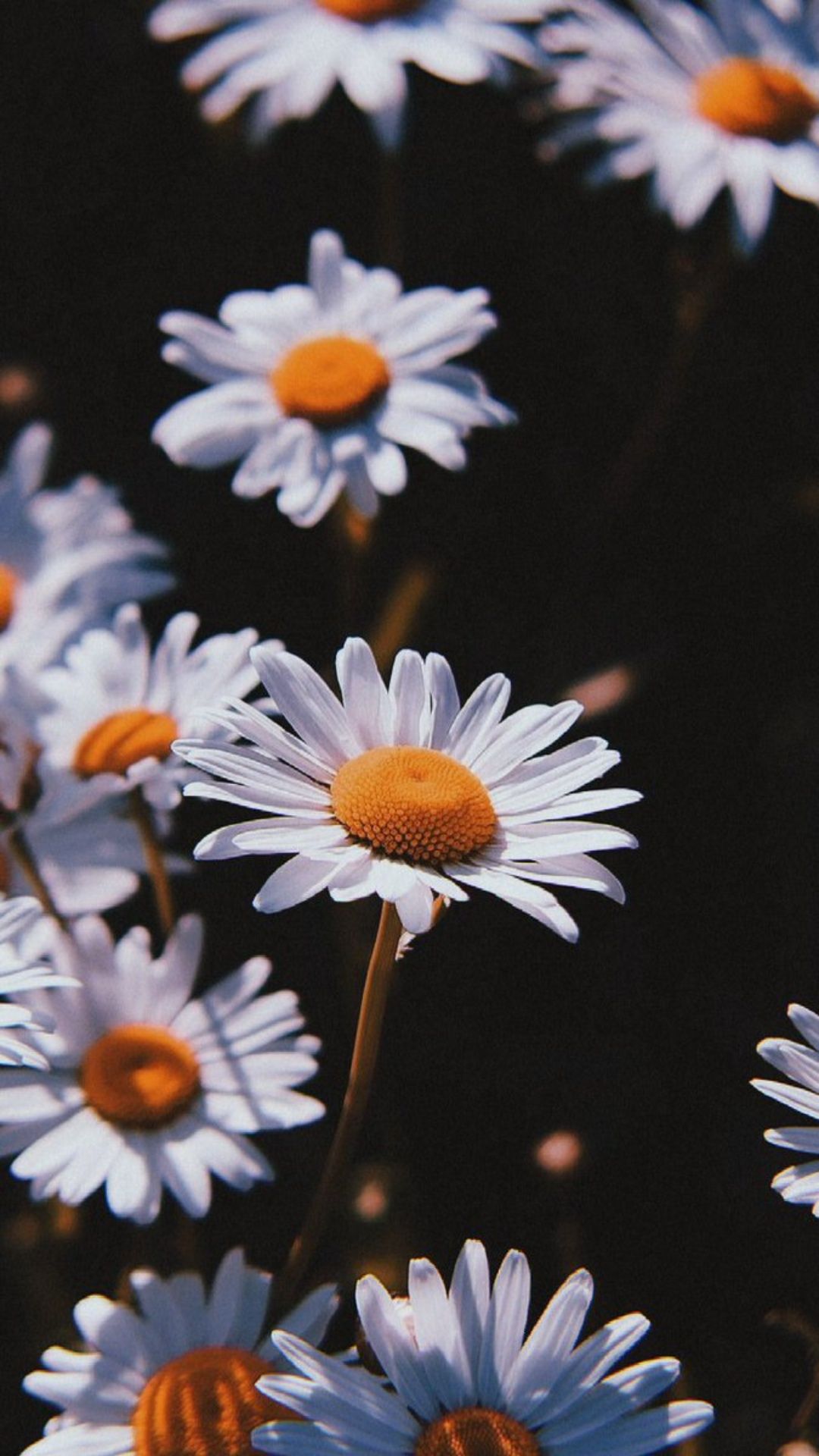 Daisy wallpaper for your iPhone 8 from Everpix. - Daisy