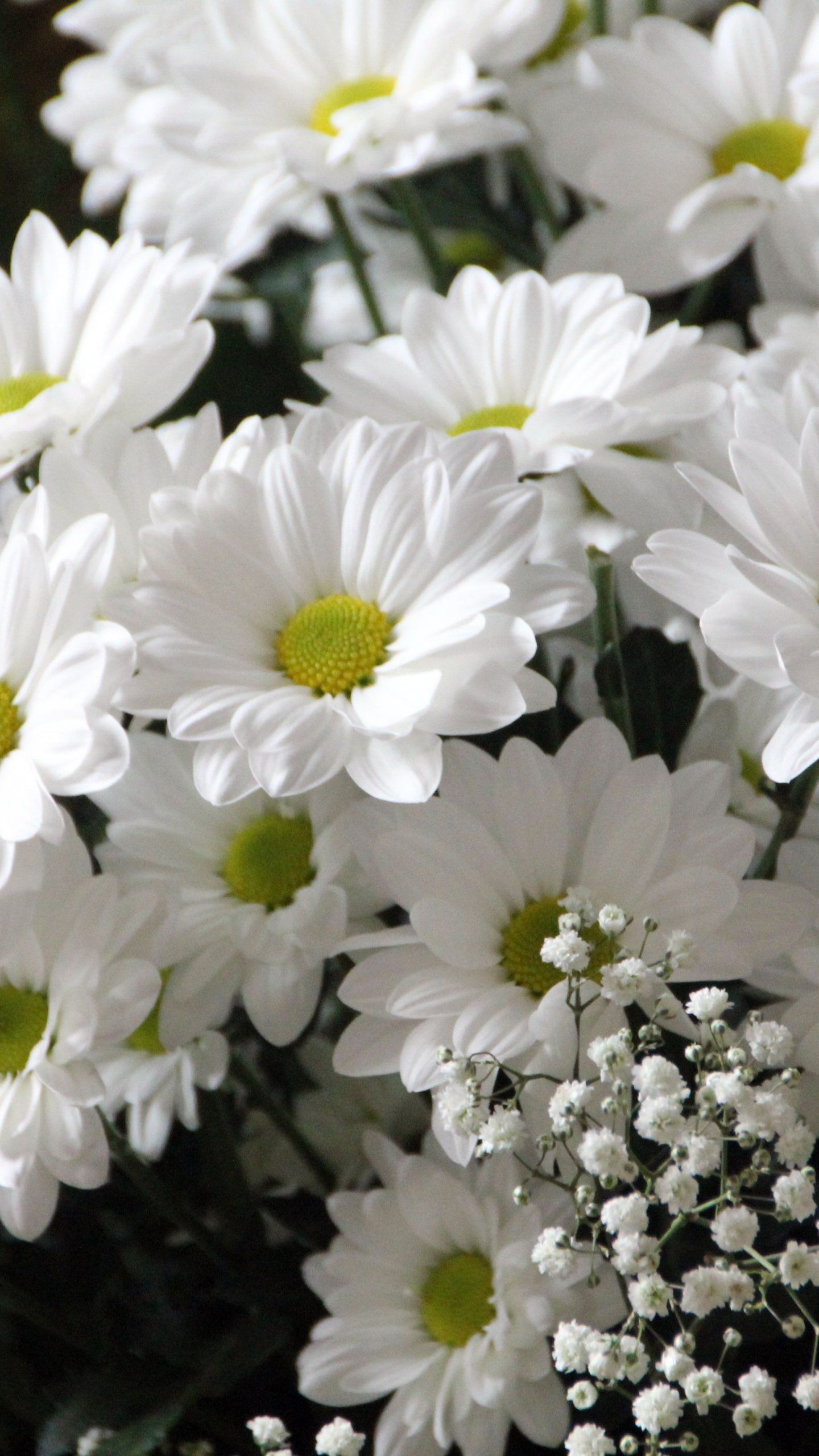 A bouquet of white daisies with a black background - Daisy