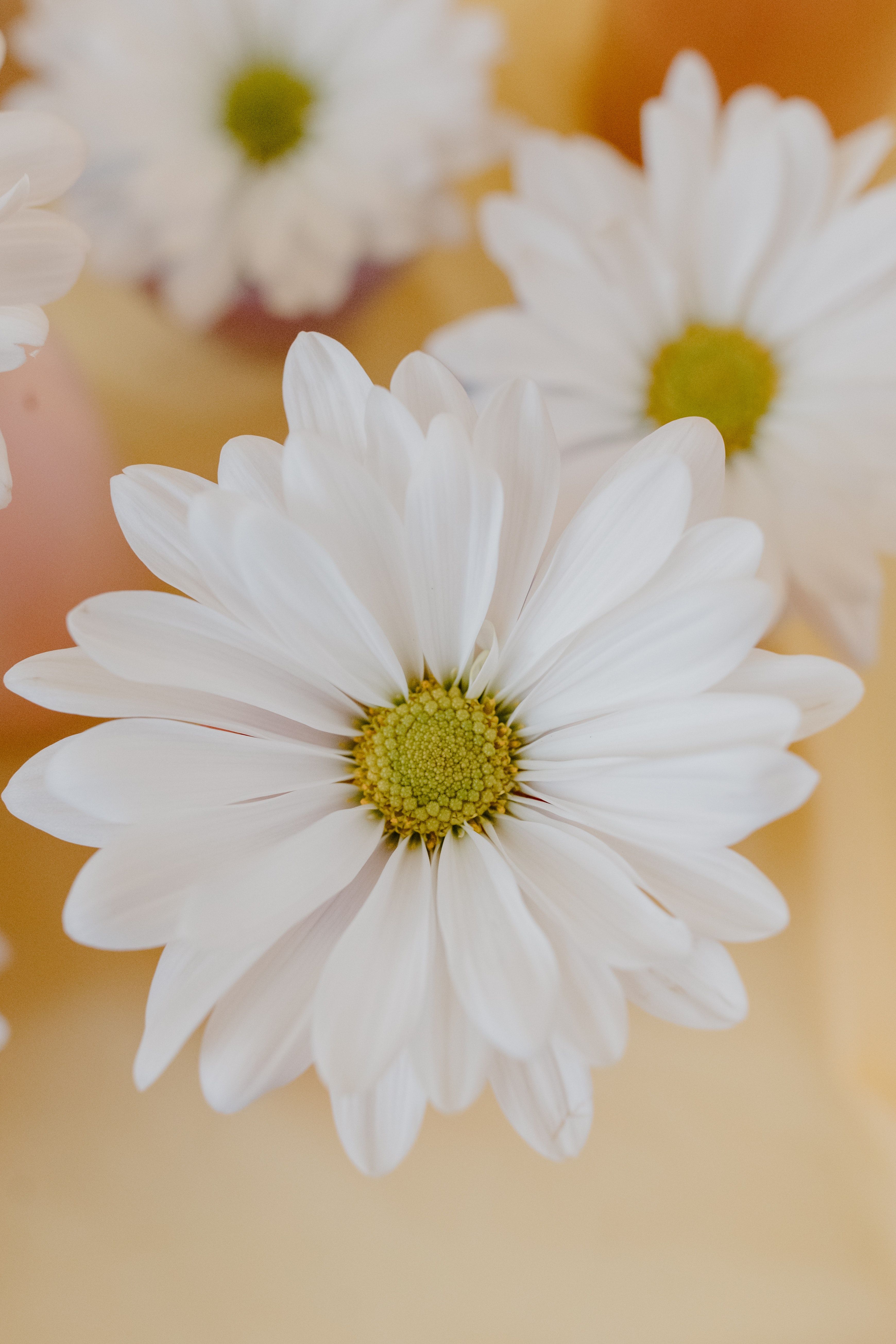 A close up of some flowers on the table - Daisy