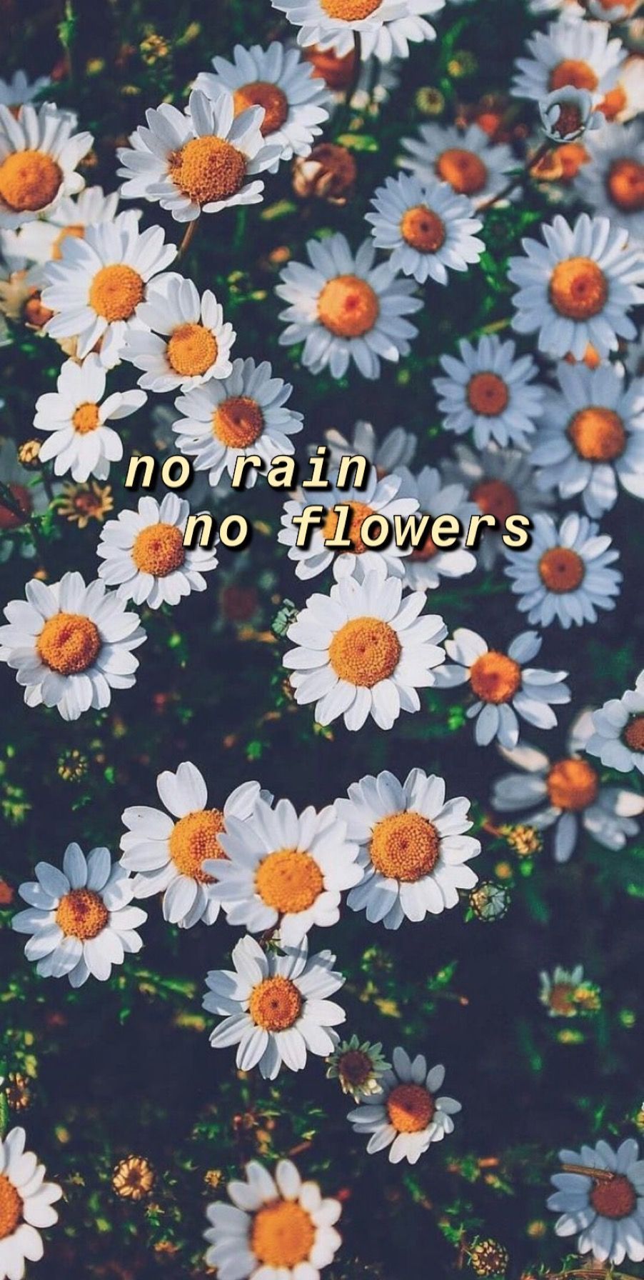 A phone wallpaper of white flowers with the text 