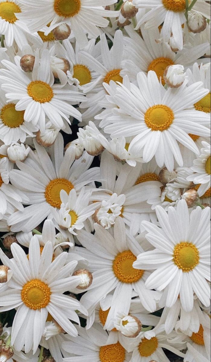 A bunch of white daisies with yellow centers. - Daisy