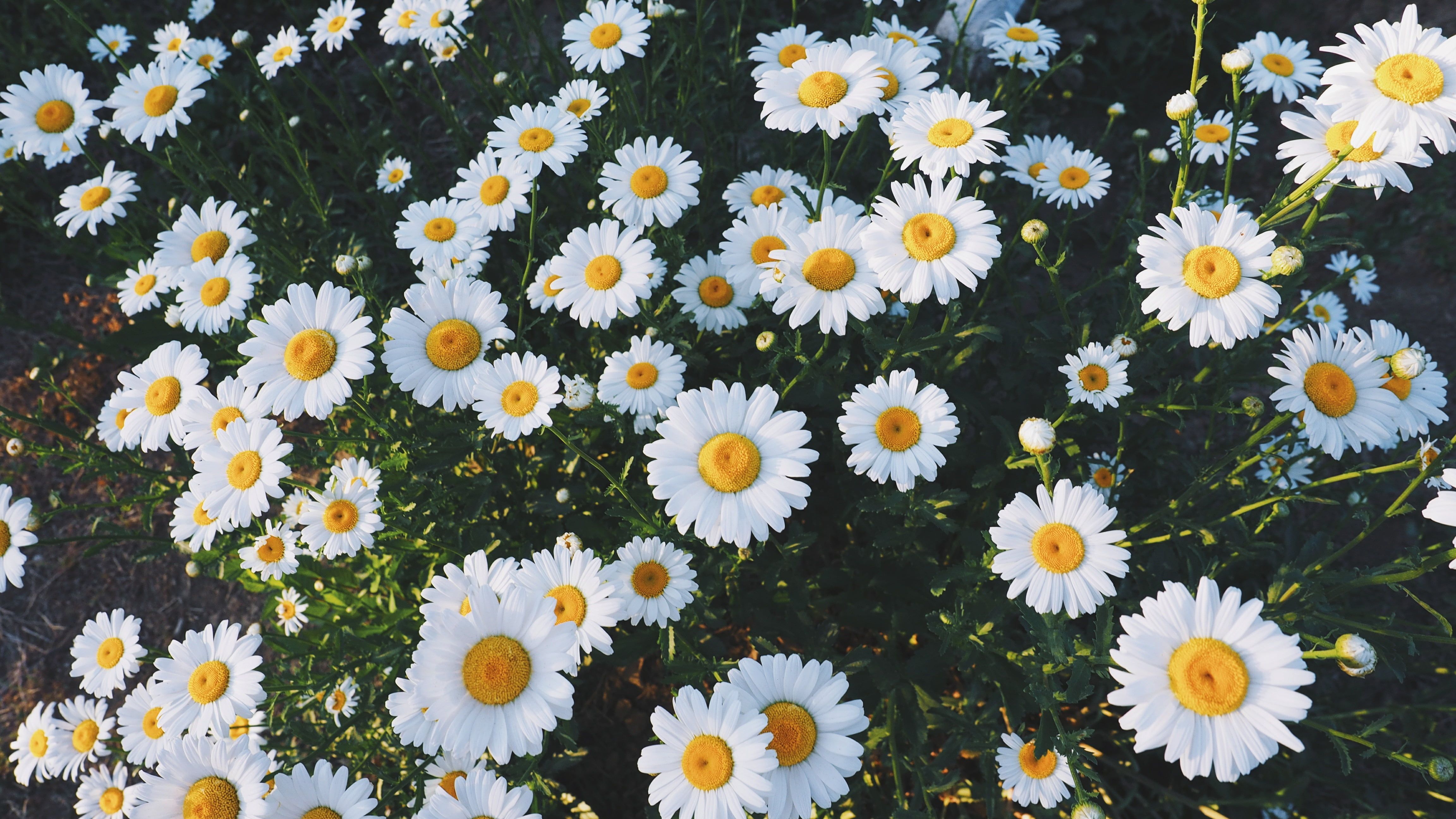 A close up of some white daisies - Daisy