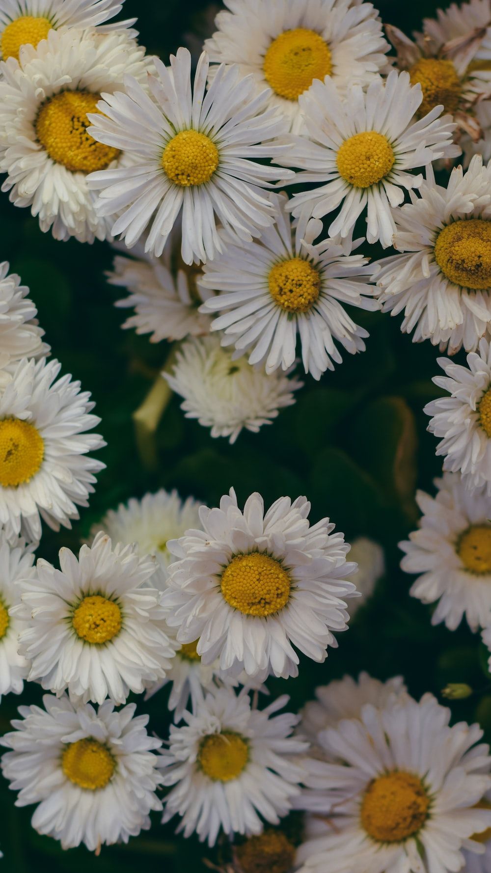 A bunch of white daisies with yellow centers - Daisy