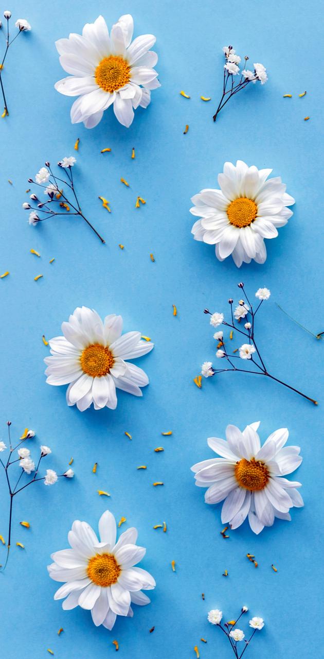 White flowers on a blue background - Daisy