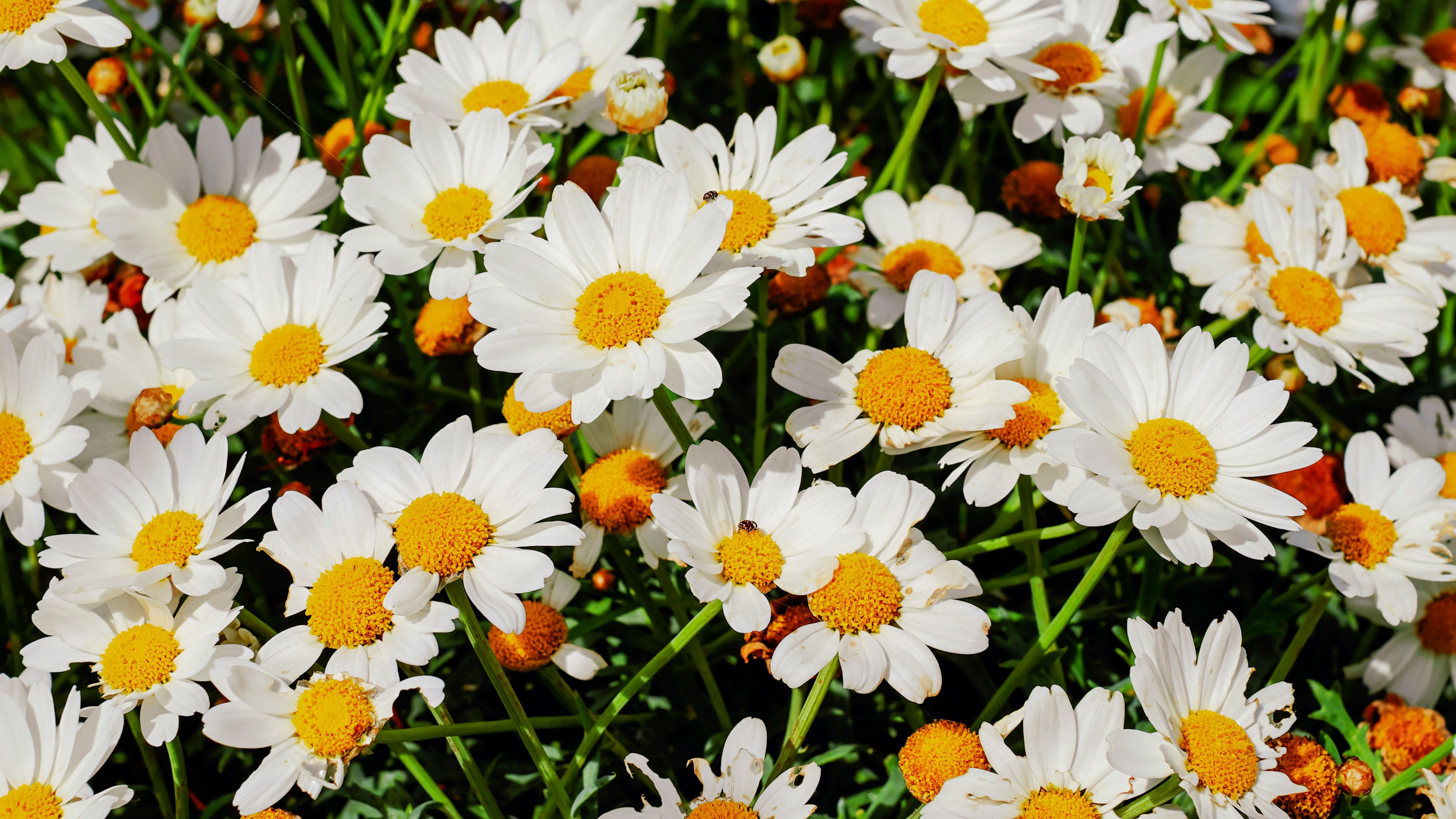 A close up of some white daisies with yellow centers - Daisy