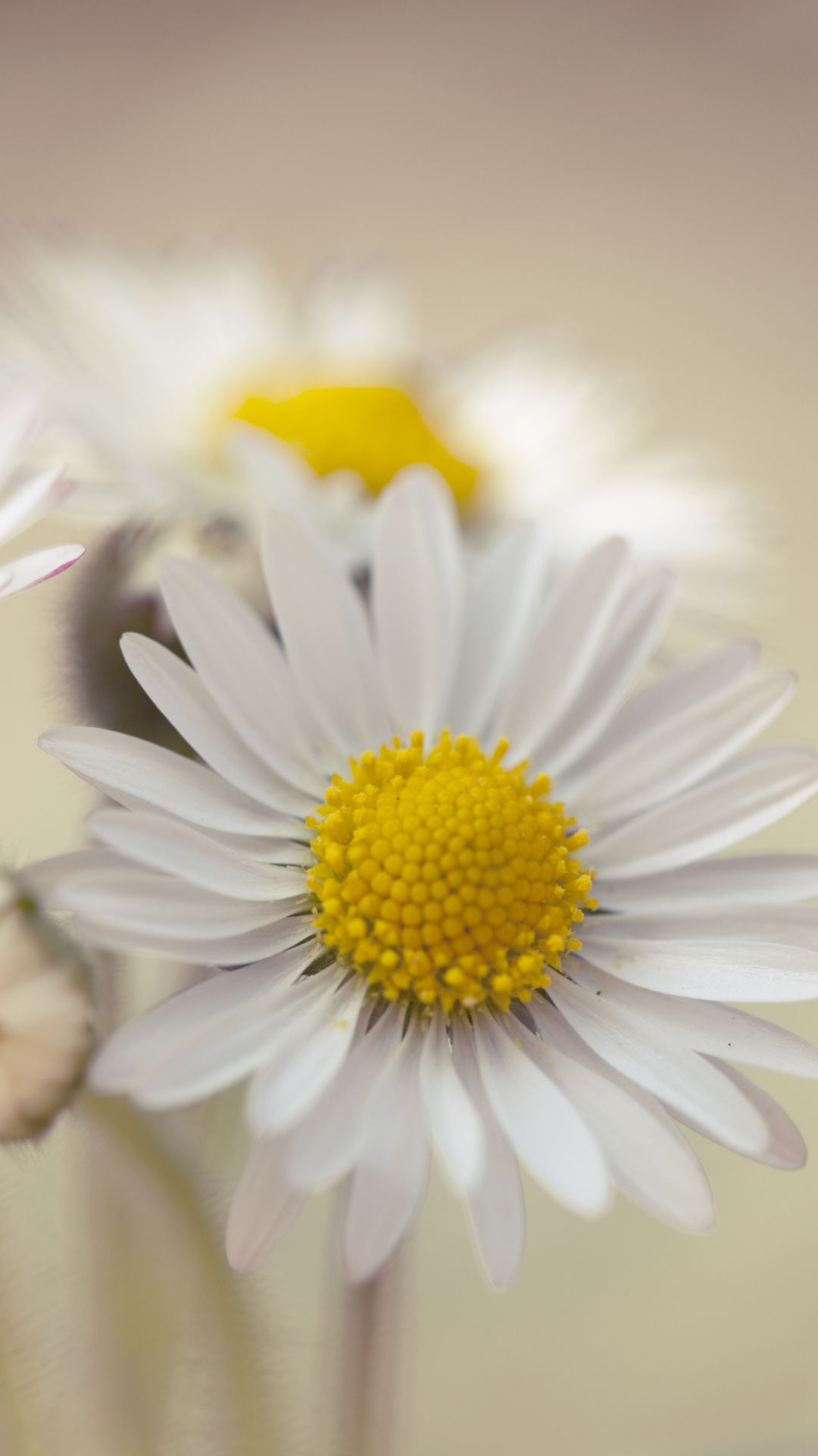 A white daisy with a yellow center - Daisy