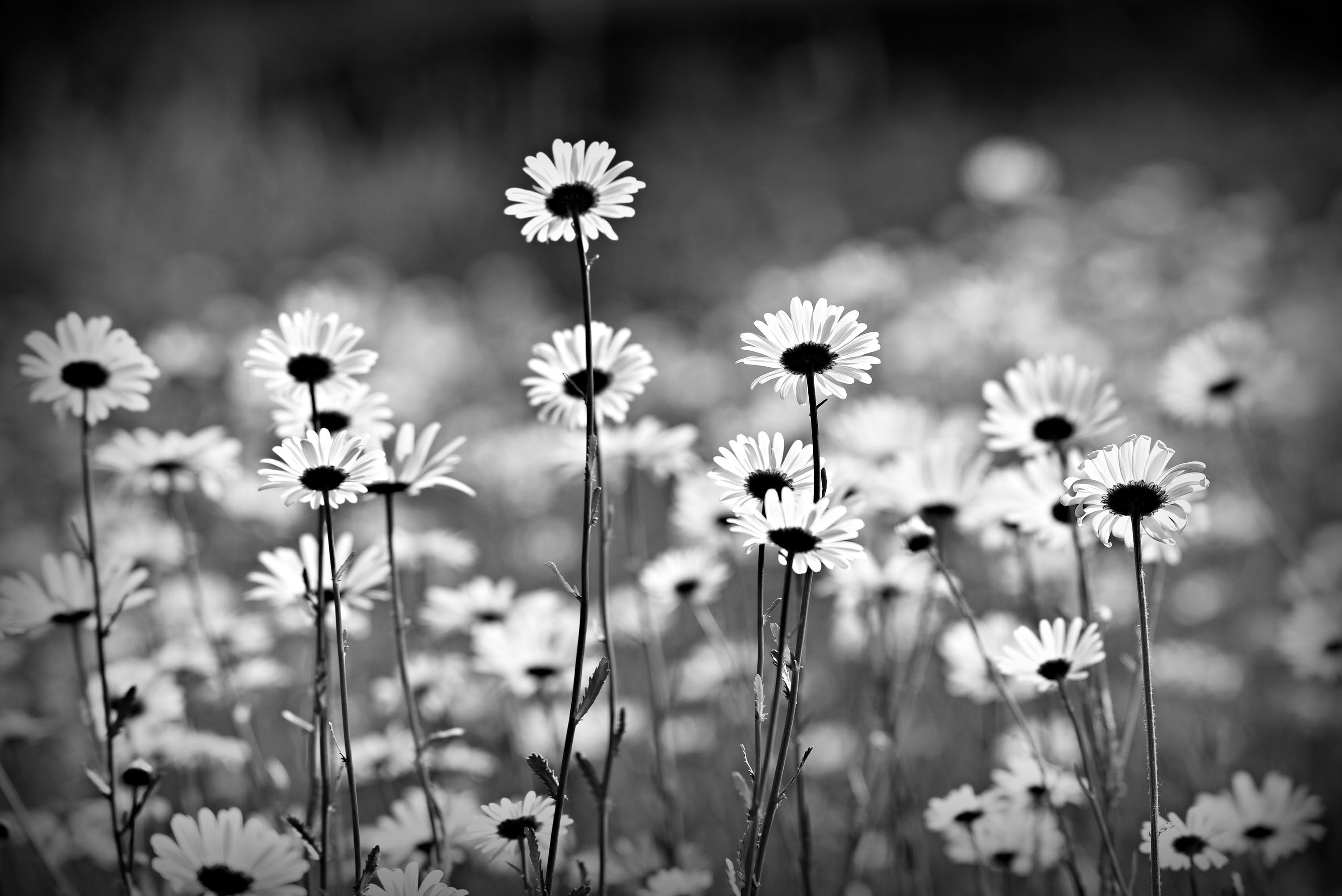 A black and white photo of a field of daisies. - Daisy