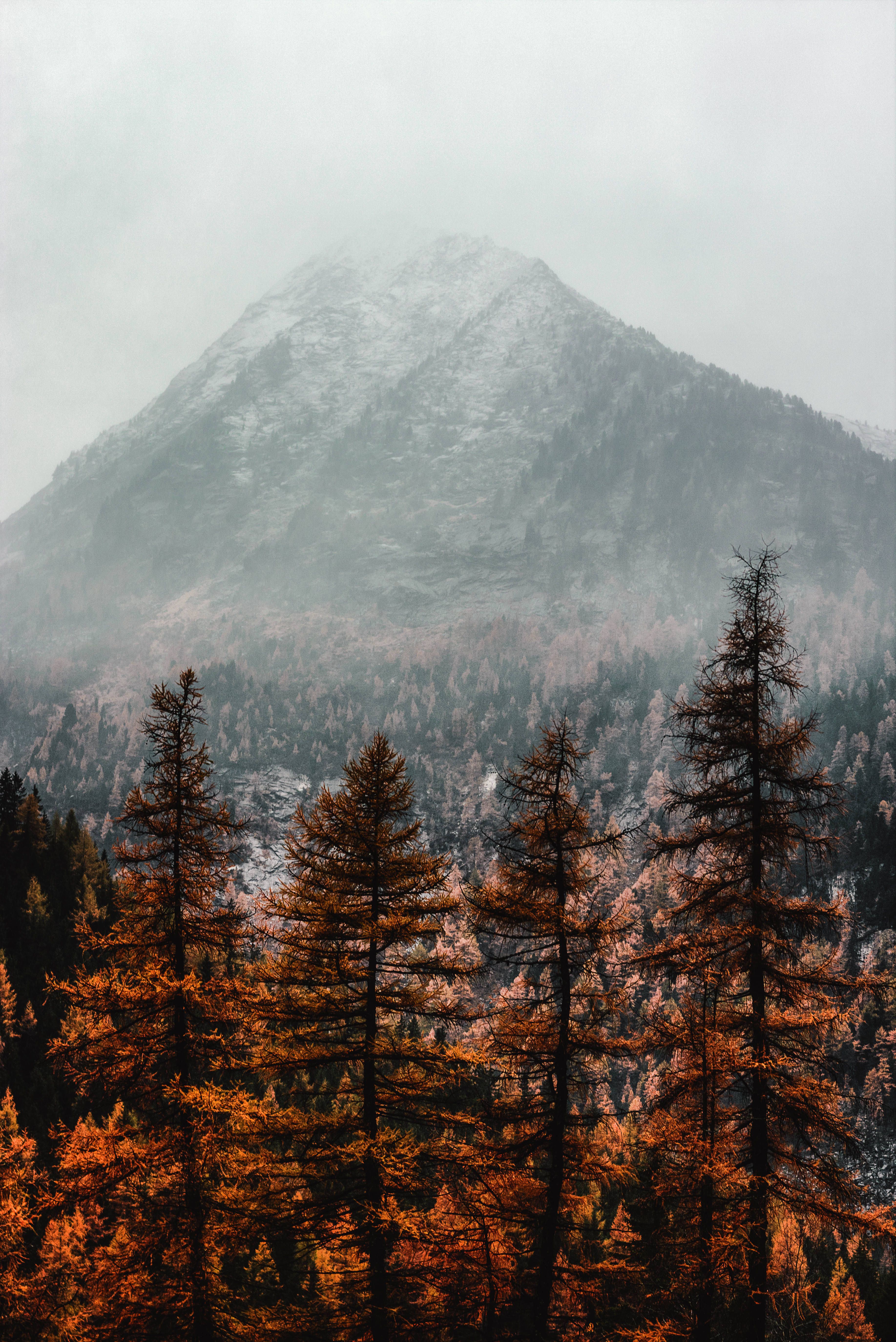 A mountain with trees and fog in the background - Mountain