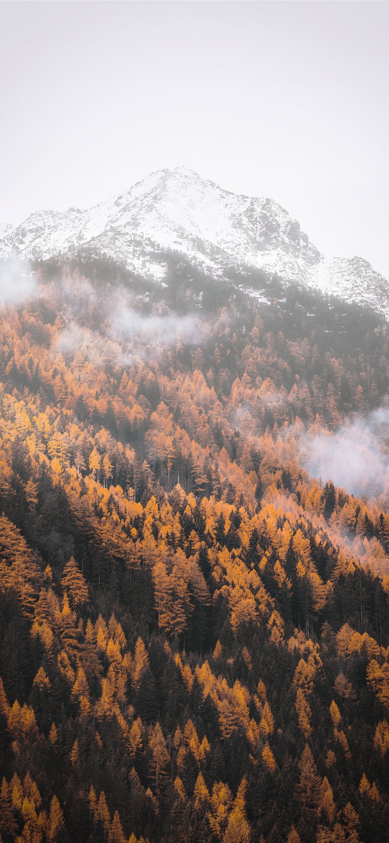 A snow capped mountain with a forest of orange and yellow trees in the foreground. - Mountain