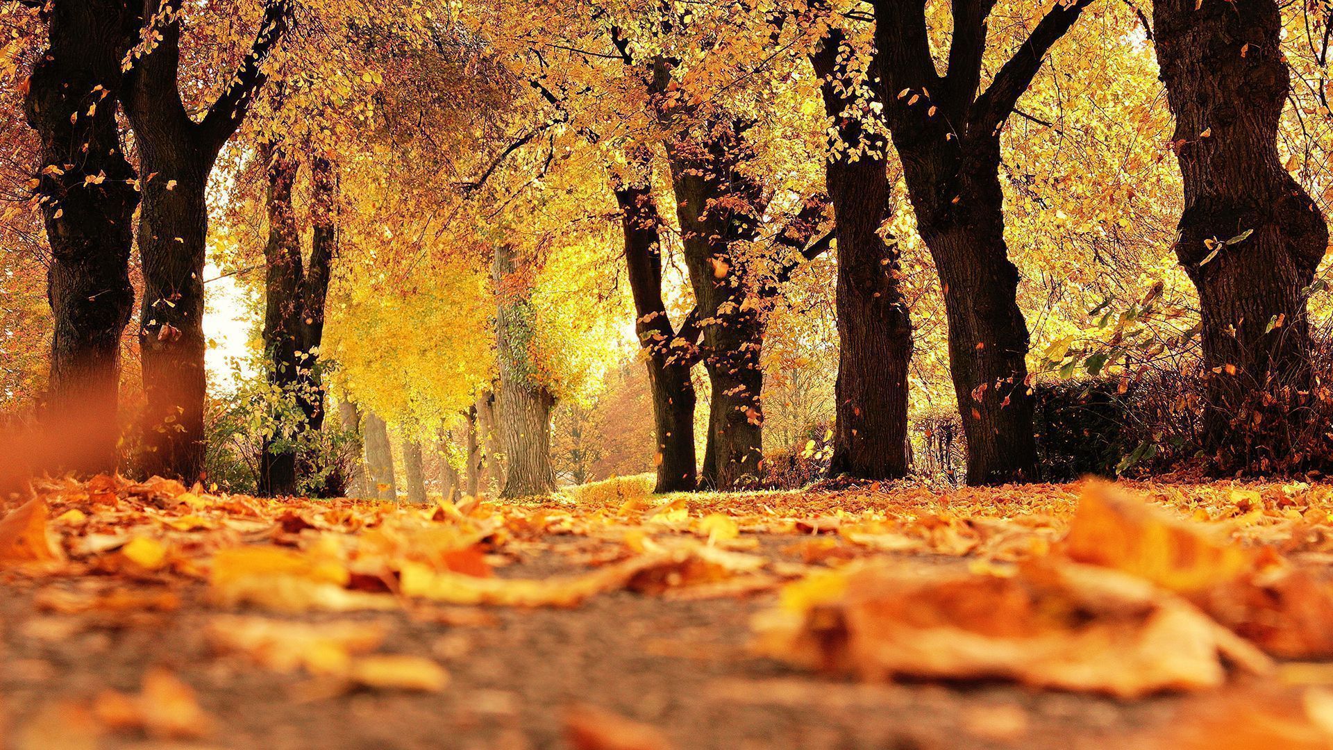 A forest road covered in fallen yellow leaves. - Chromebook