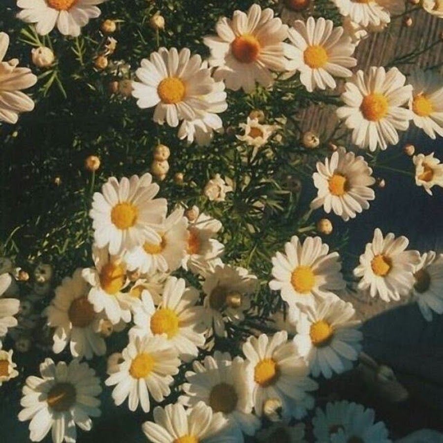 A bunch of white daisies in the sun - Sunshine