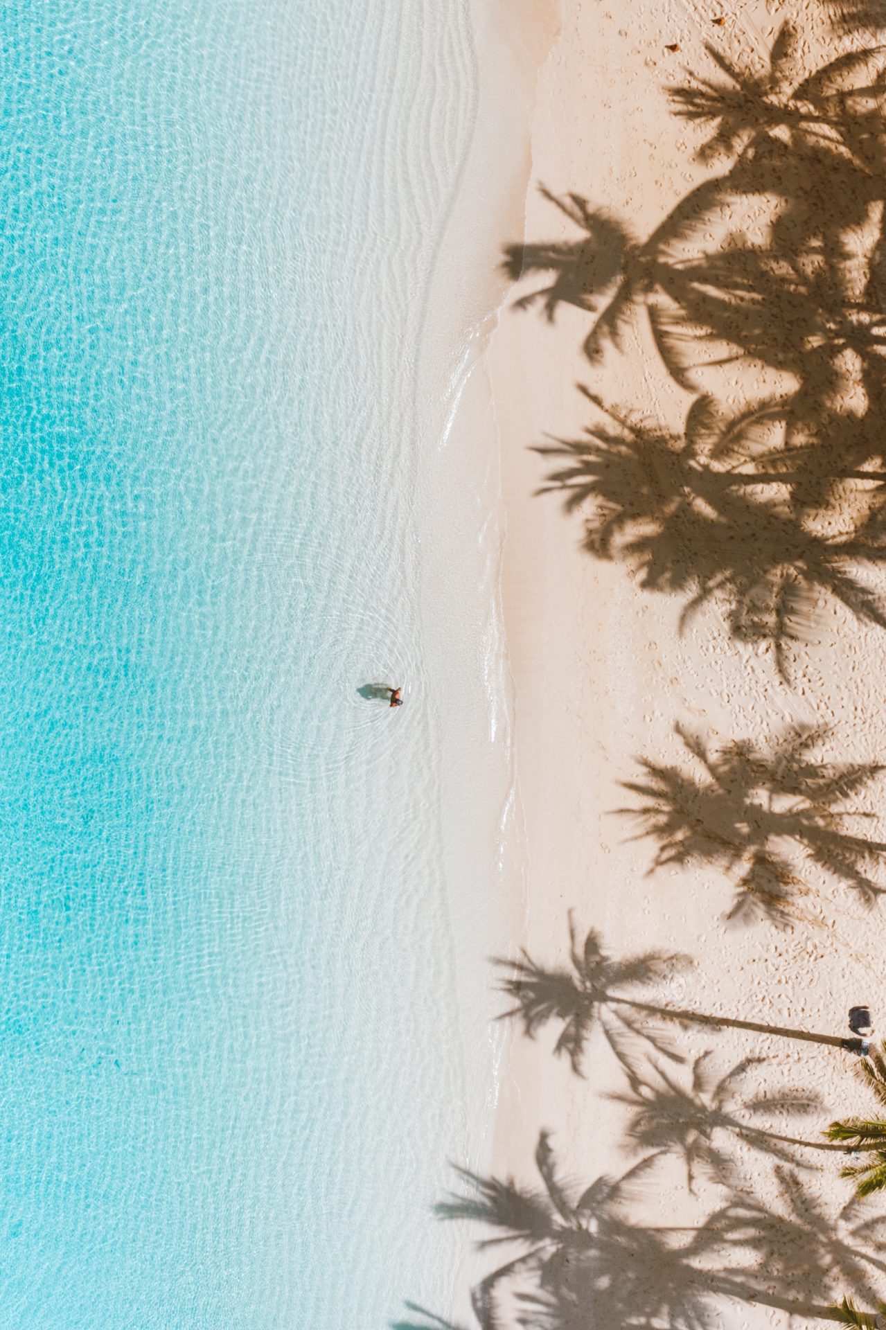 Aerial view of a beach with palm trees and a person in the water. - Hawaii