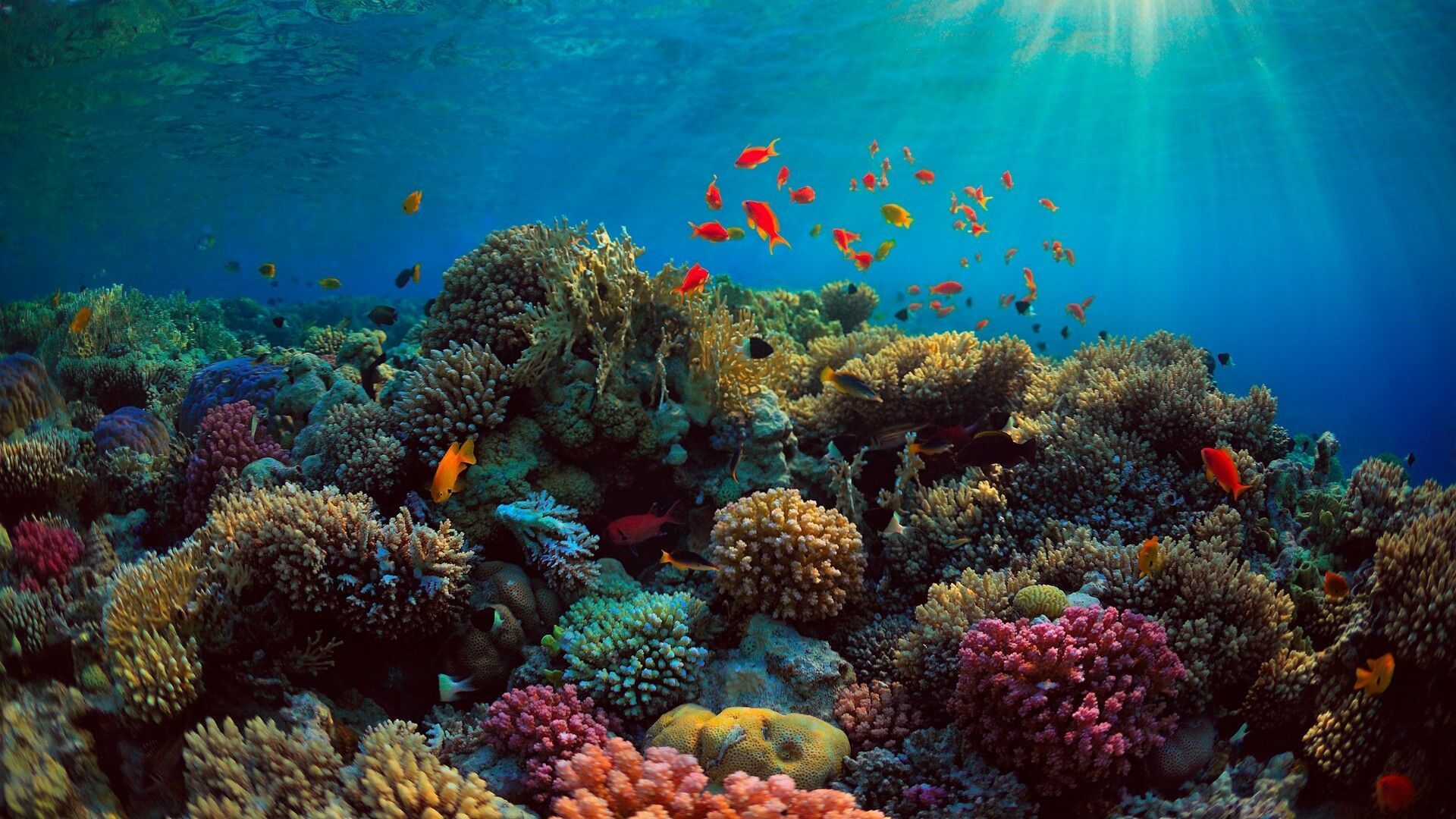 Ocean Reef Wallpaper and Background 4K, HD, Dual Screen
