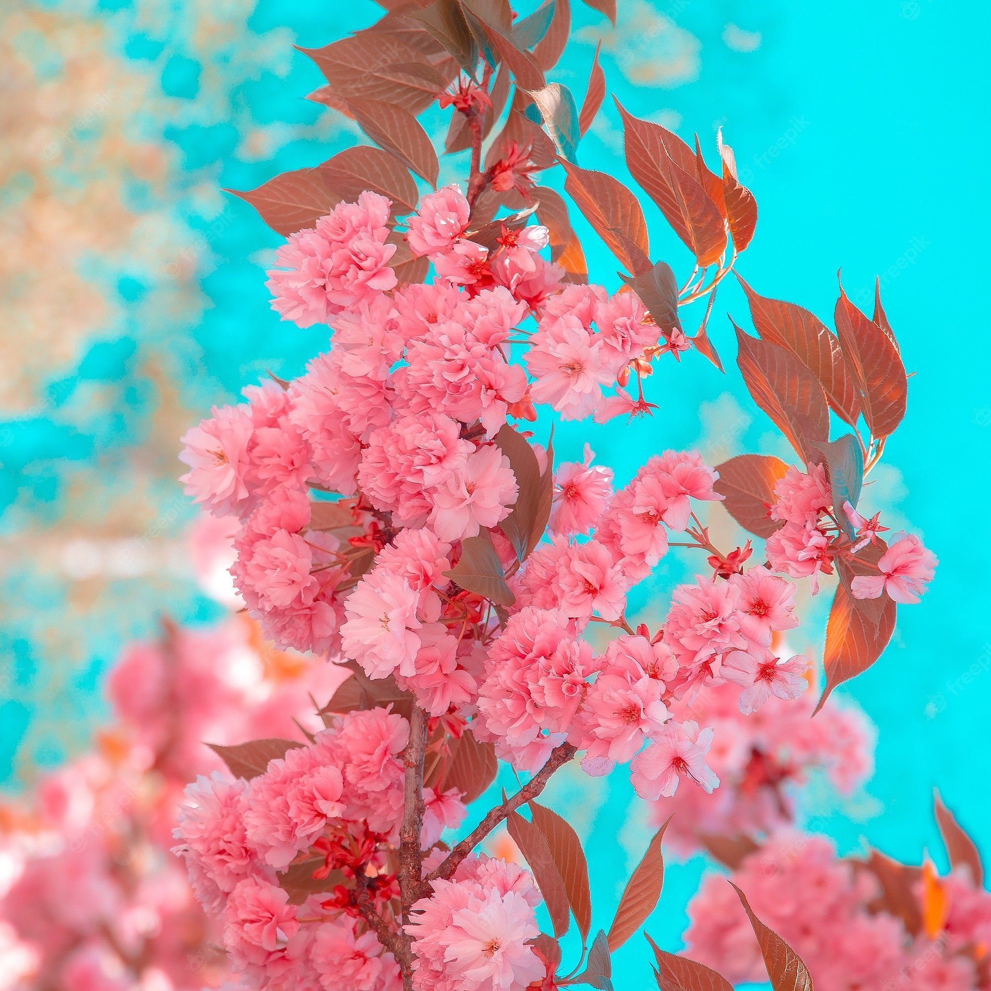 Premium Photo. Fashion aesthetics wallpaper. pink flowers. cherry blossom. spring vibes