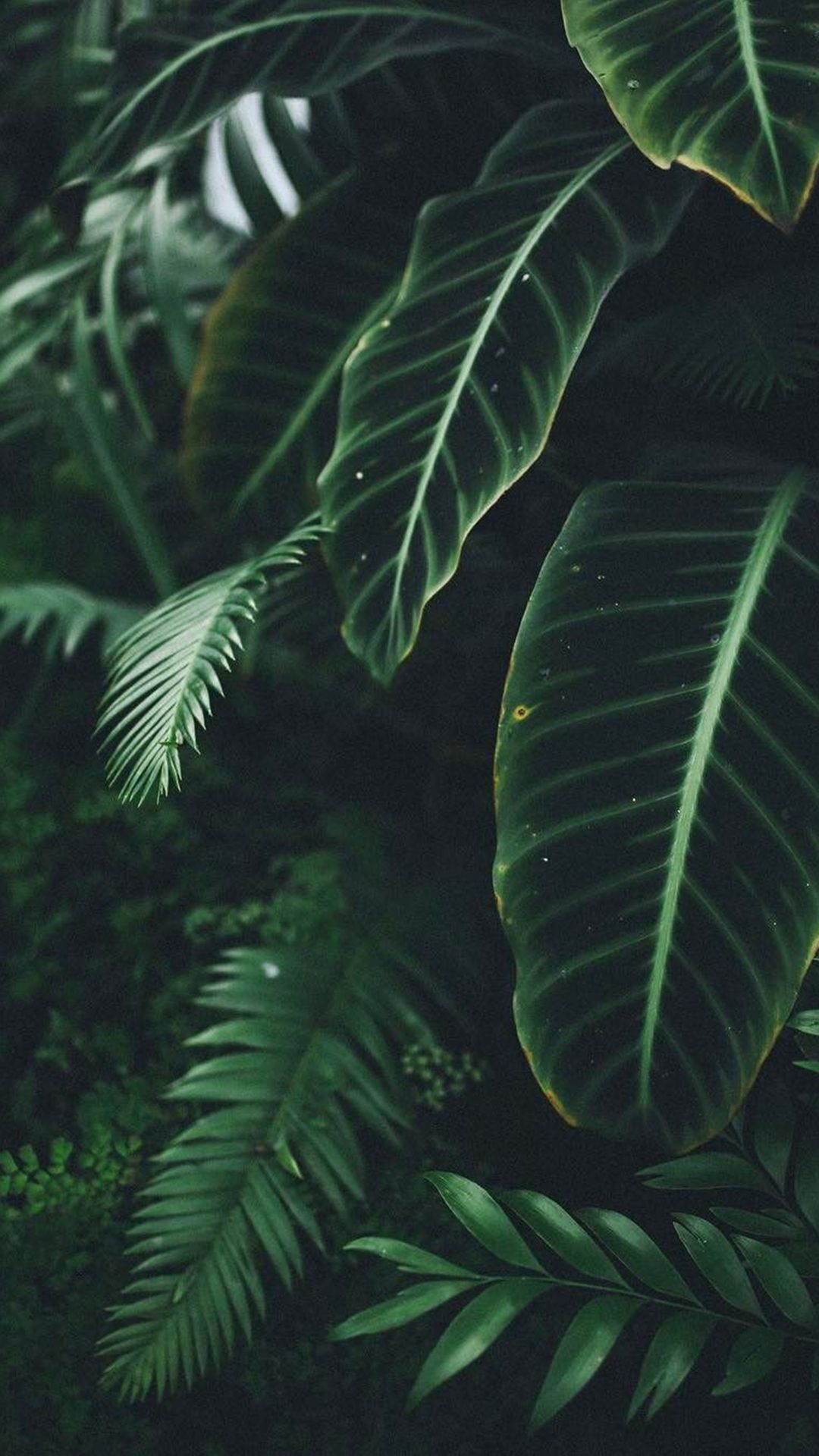 A close up of some green leaves - Hawaii