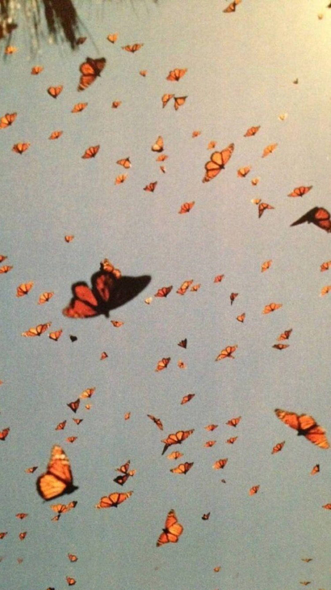 A large group of butterflies flying in the sky - VSCO