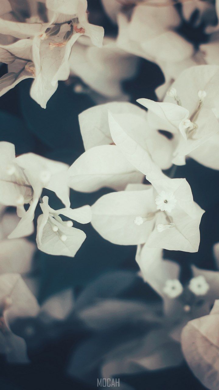 white garden nature and petal hd, Sony Xperia L1 wallpaper 1080p, 720x1280 Gallery HD Wallpaper