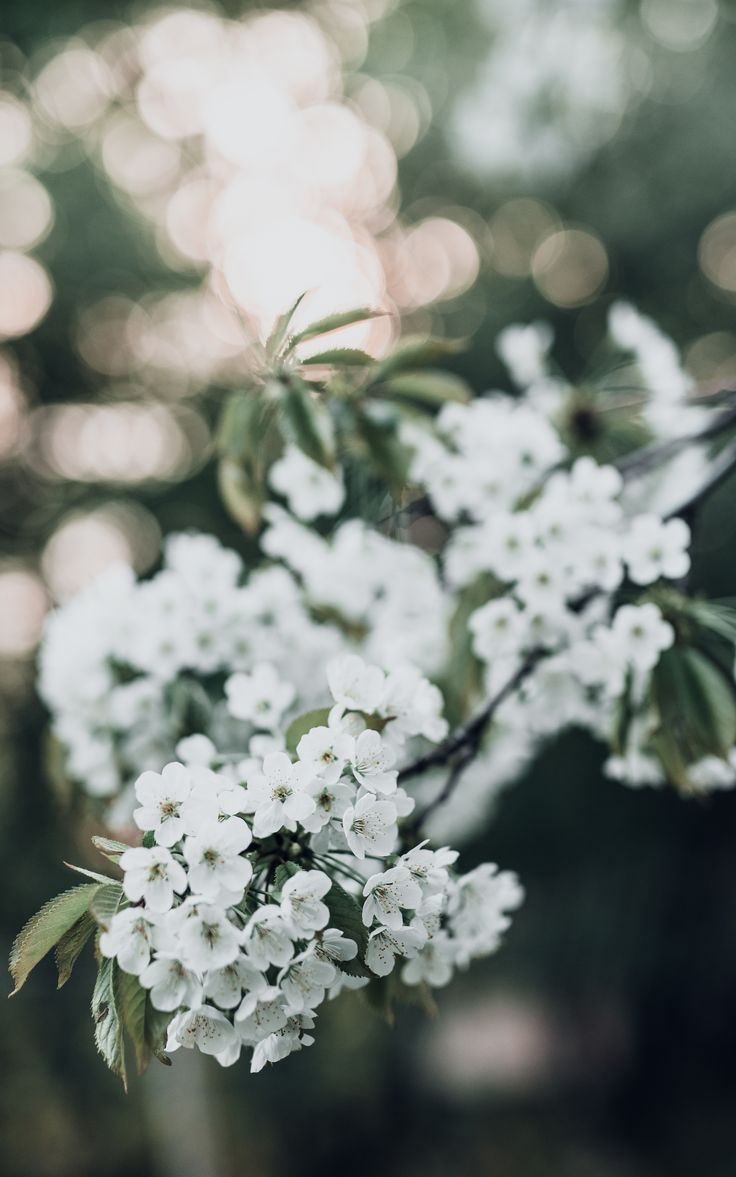 Beautiful Flowers Aesthetic Wallpaper Background For iPhone. Flower aesthetic, Fun wedding photography, Wedding photography toronto