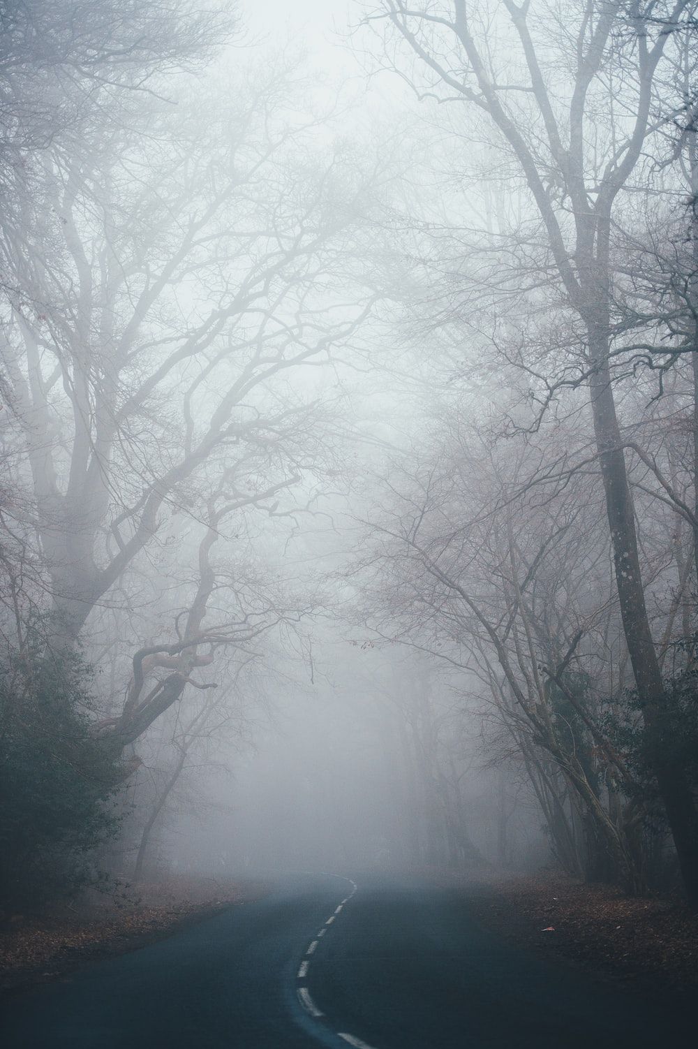 A foggy road with trees on both sides - Fog