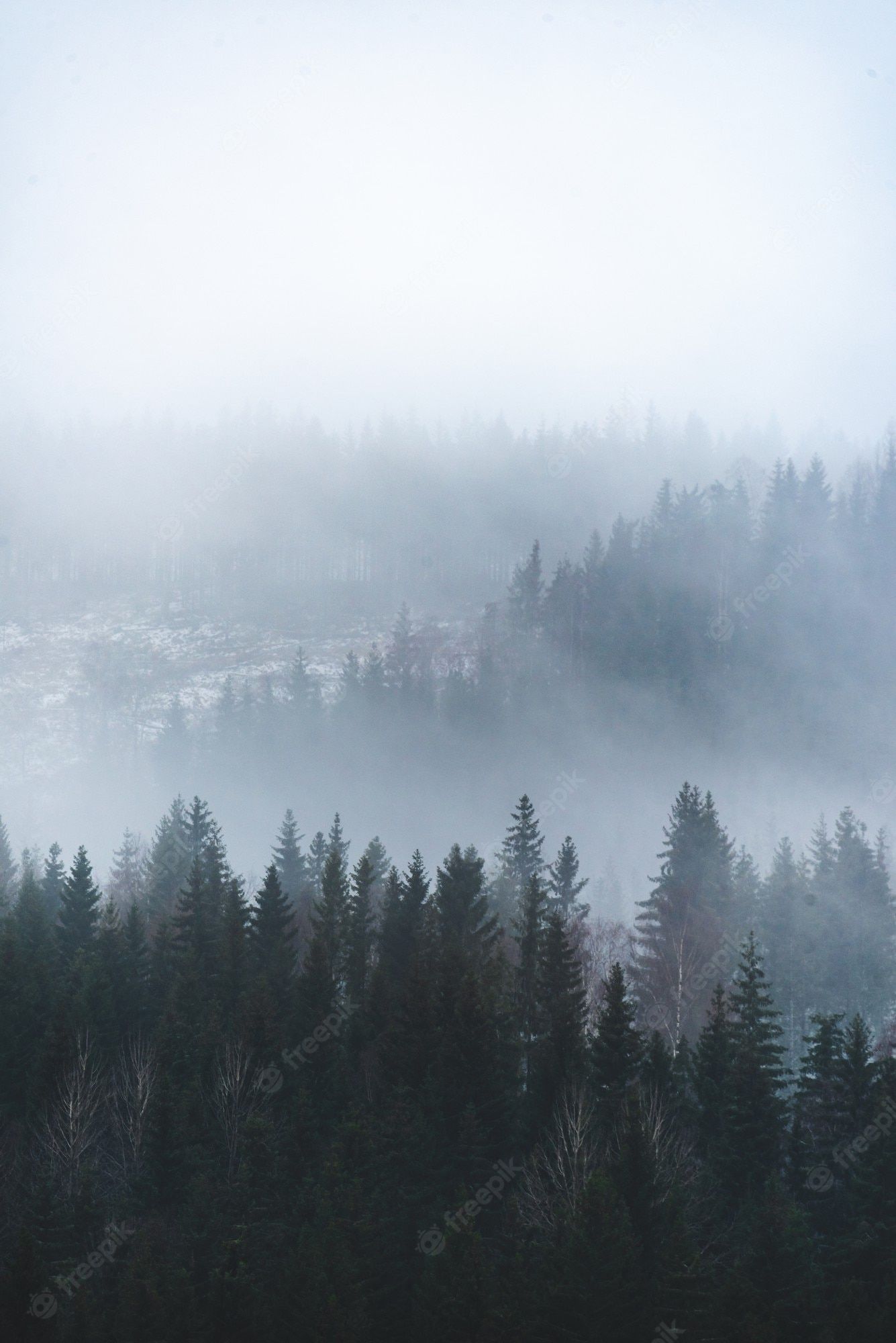 A foggy forest in the mountains. - Fog, foggy forest
