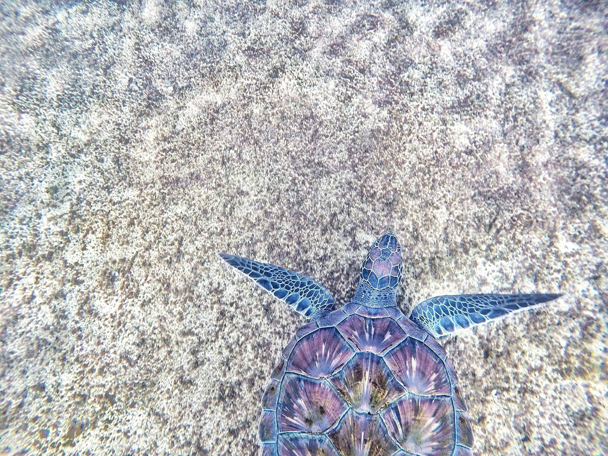 Hawksbill Sea Turtle Photo, Download Free Hawksbill Sea Turtle & HD Image
