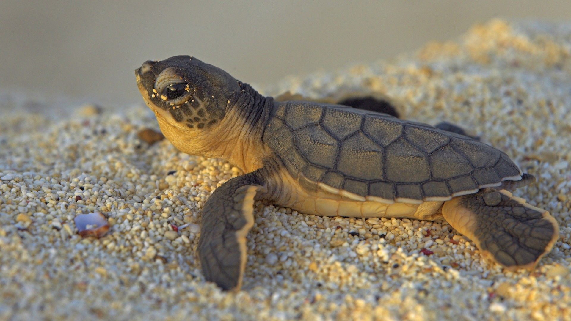 A small turtle sitting on the sand - Turtle