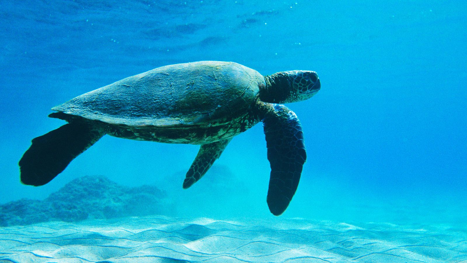A turtle swimming in the ocean with its flippers - Turtle