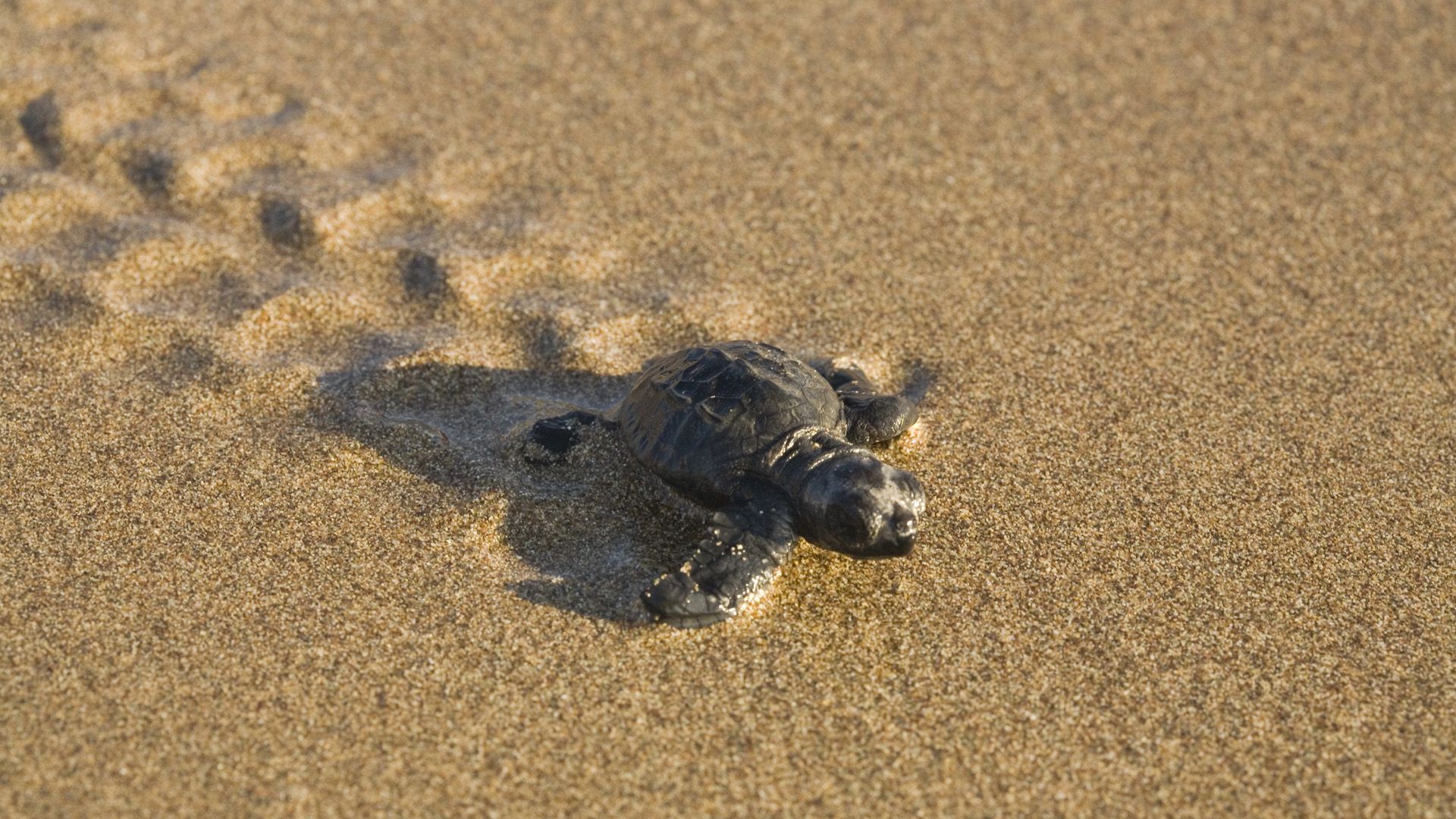 A baby turtle crawling on the sand - Turtle