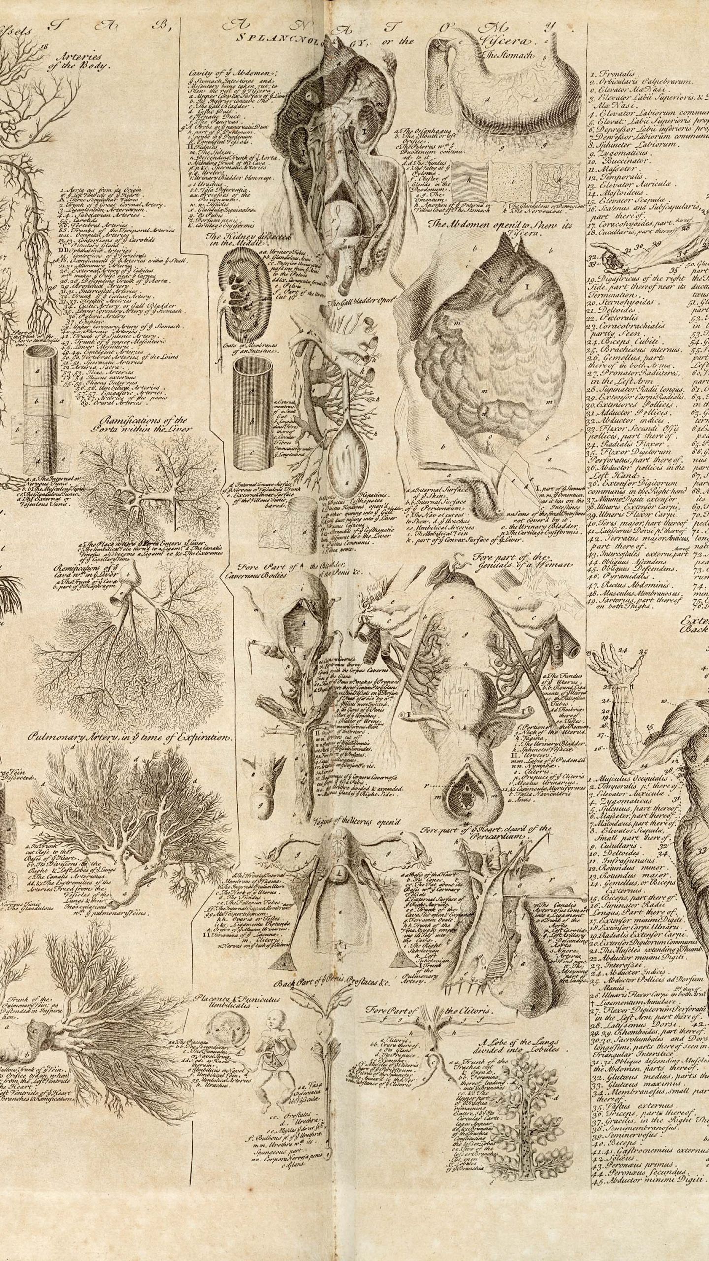 An antique print of diagrams of the human heart and blood vessels - Anatomy