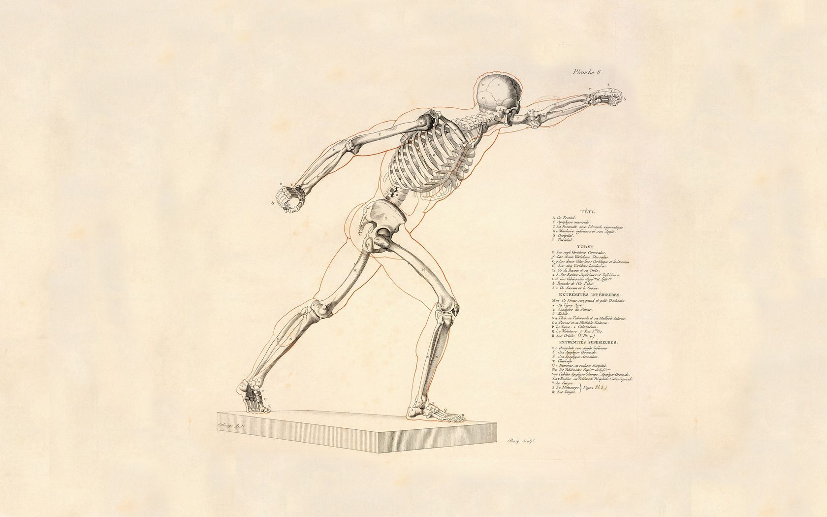 Anatomical diagram of a human skeleton in a throwing pose - Anatomy