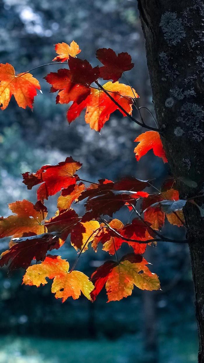 Red and yellow leaves on a tree branch. - Dark orange, leaves