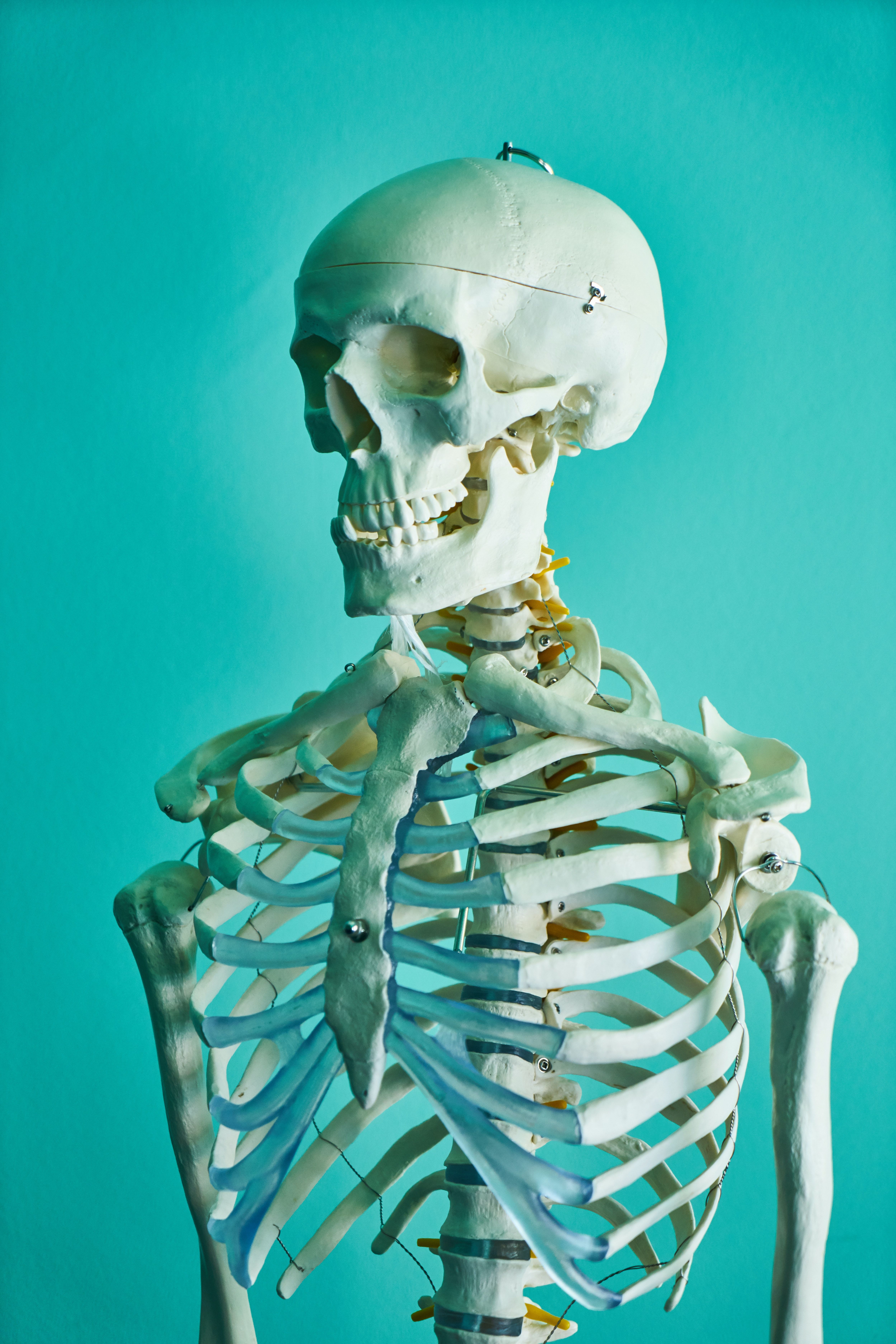 A skeleton is standing in front of an aqua background - Anatomy