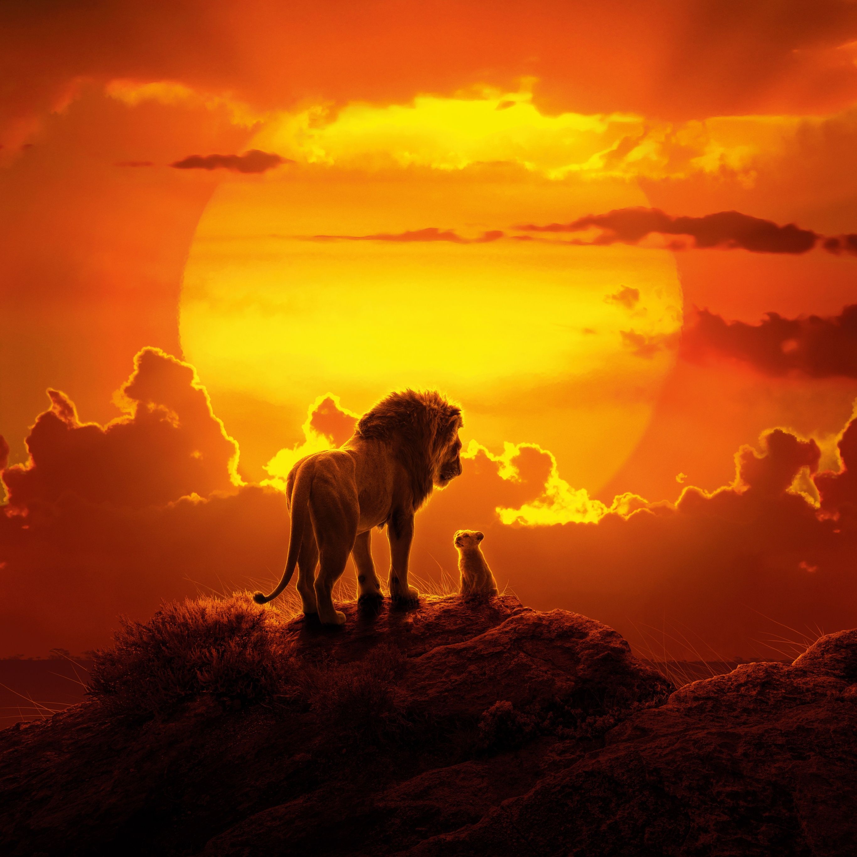 The Lion King 2019 4K 8K wallpaper for your desktop or mobile screen - The Lion King, lion
