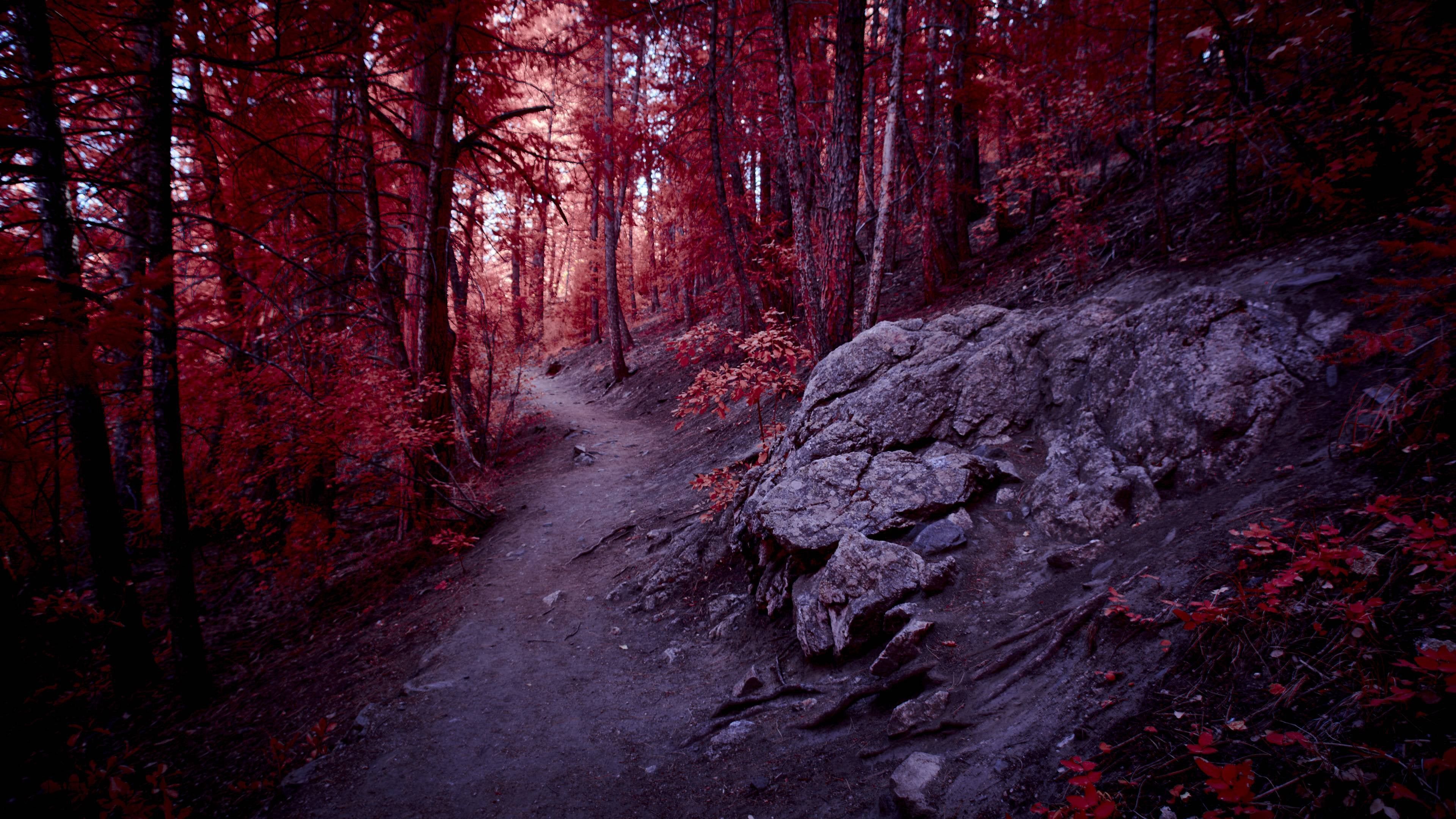 A trail winds through a forest of red trees. - Crimson