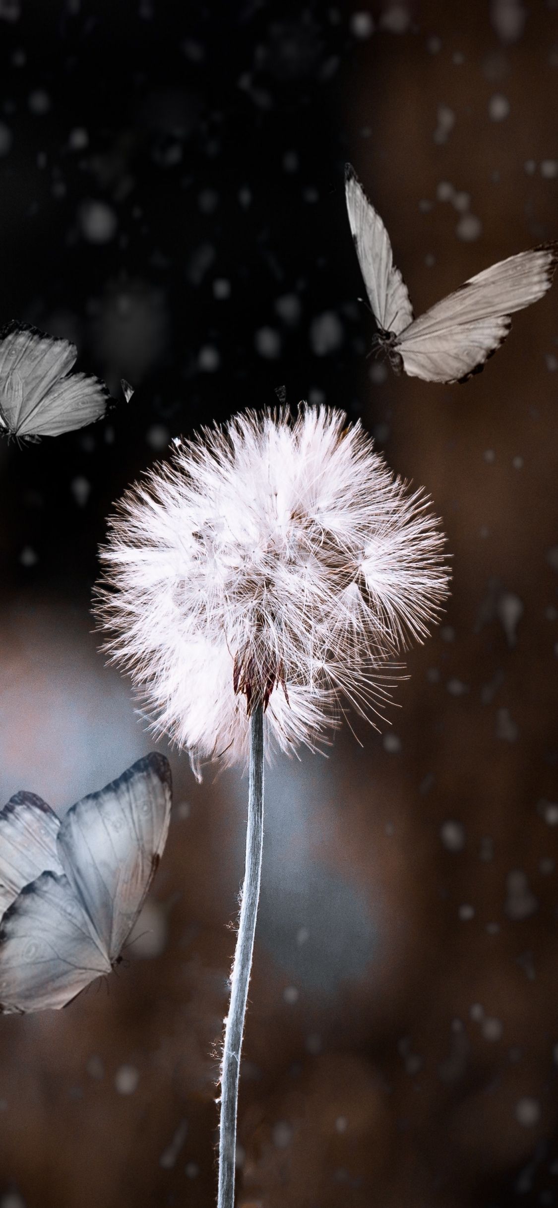 Download wallpaper 1125x2436 bokeh, dandelion and butterfly, blur, iphone x, 1125x2436 HD background, 16040