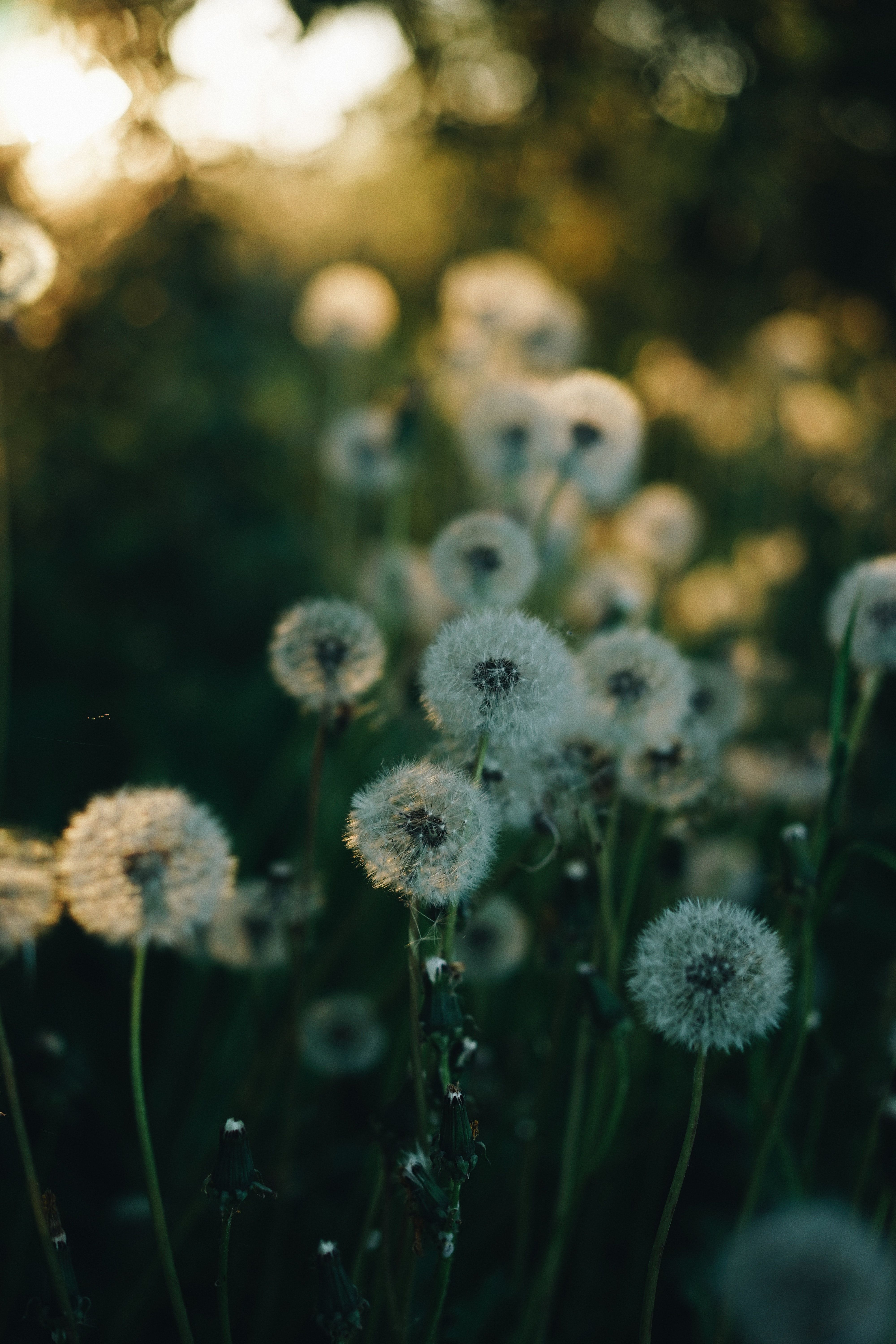 Close Up Photograph Of Dandelions · Free