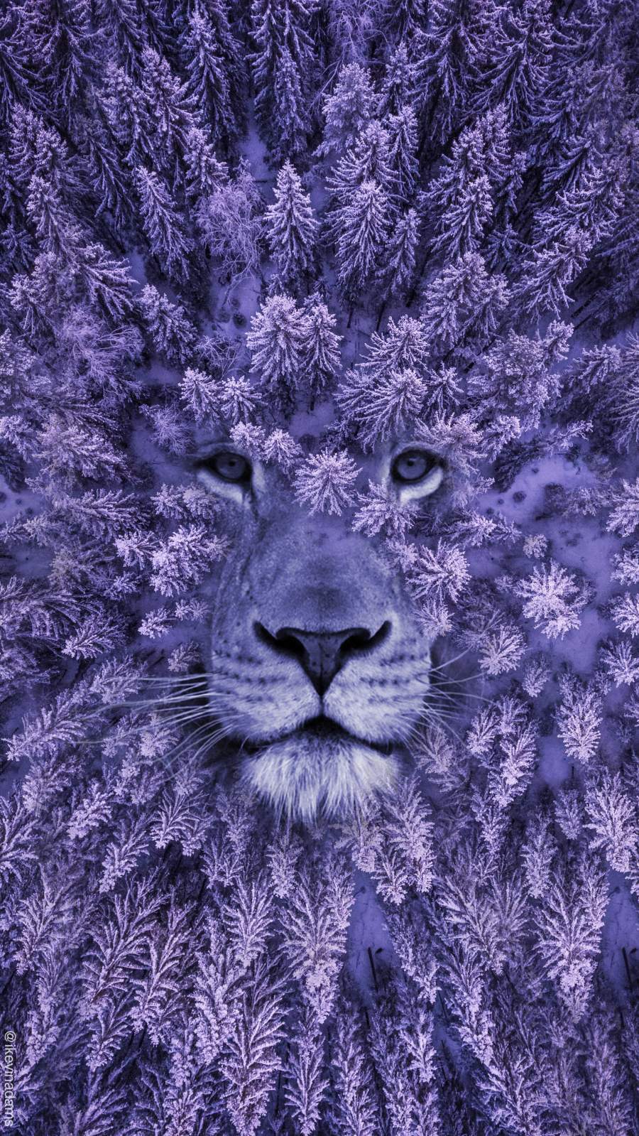 A lion's face in a forest of purple trees - Lion