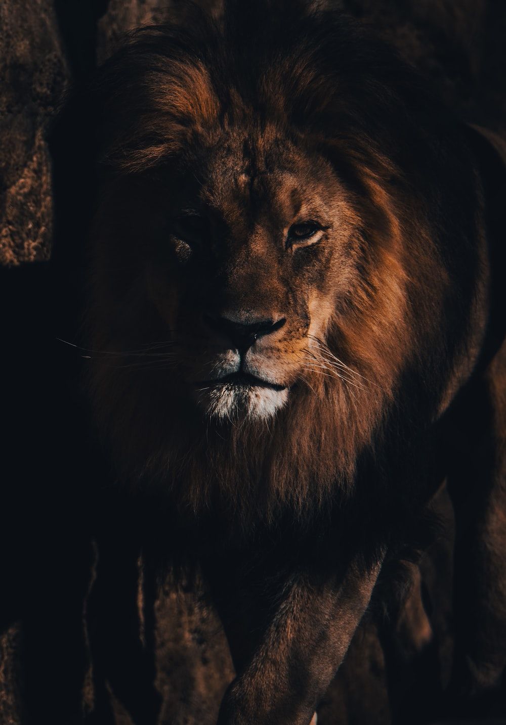 Lion Picture & Image. Download Free Image