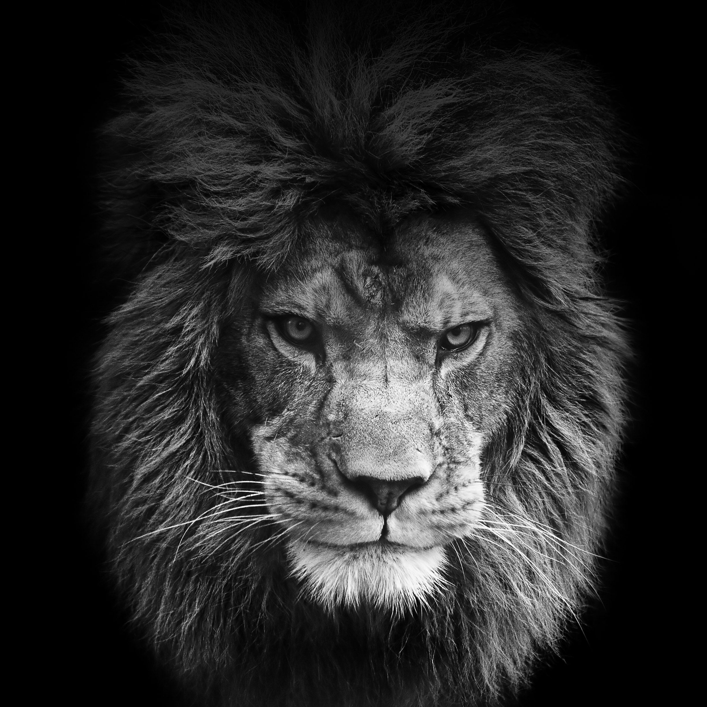 A black and white photo of a lion's face. - Lion