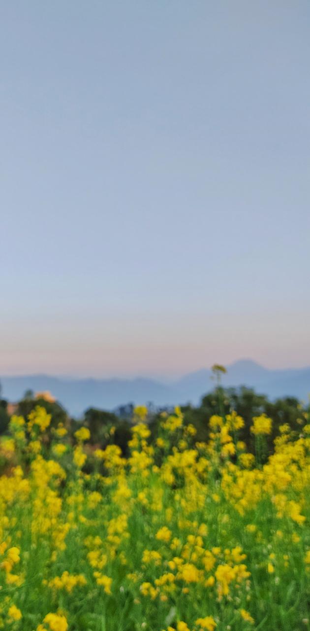 A field of yellow flowers with a mountain in the background - Blurry